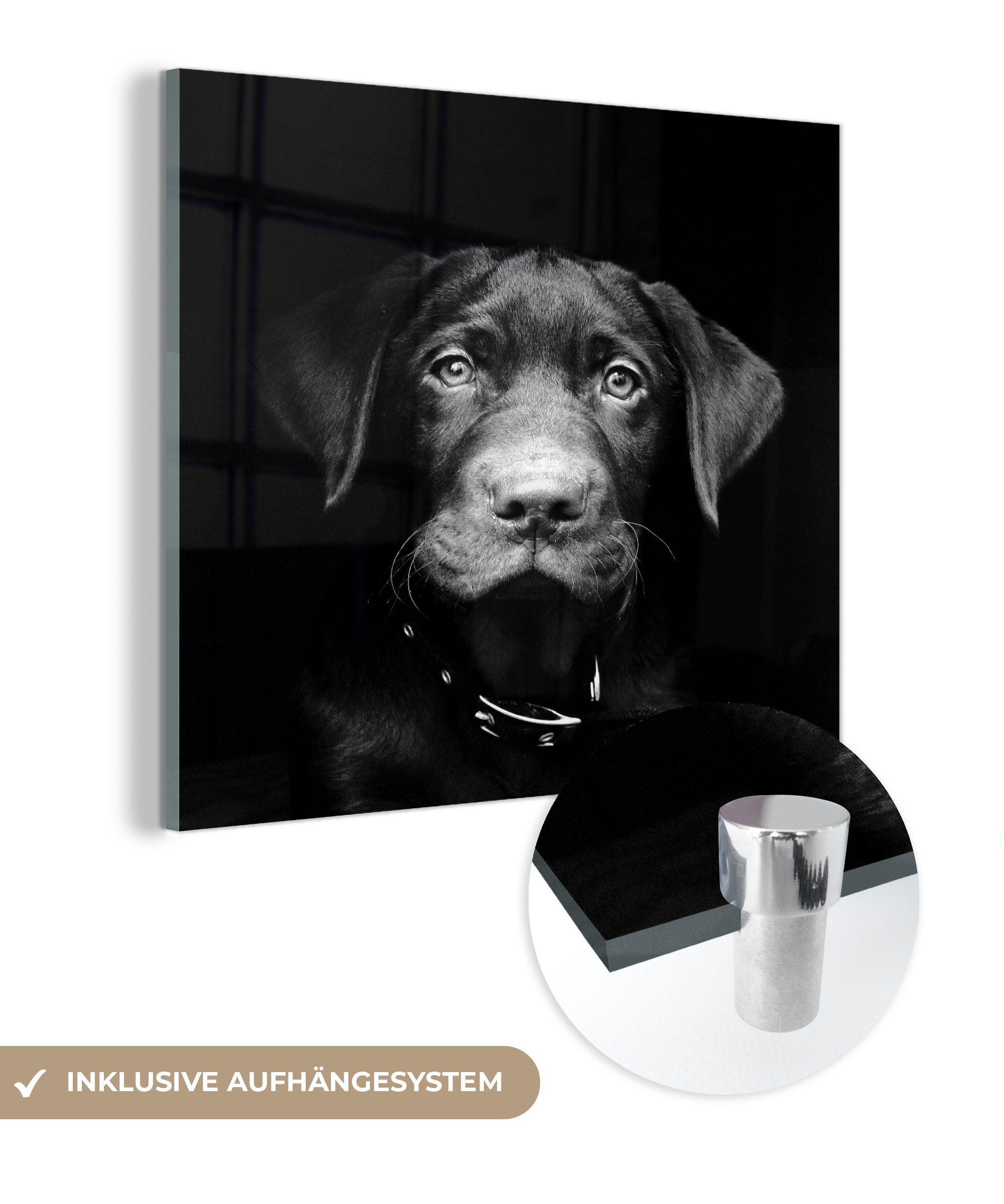 MuchoWow Acrylglasbild Nahaufnahme Labrador Welpe vor schwarzem Hintergrund in schwarz und, (1 St), Glasbilder - Bilder auf Glas Wandbild - Foto auf Glas - Wanddekoration