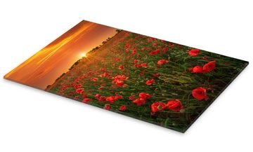 Posterlounge Acrylglasbild Martin Podt, Mohnblumen bei Sonnenuntergang, Fotografie
