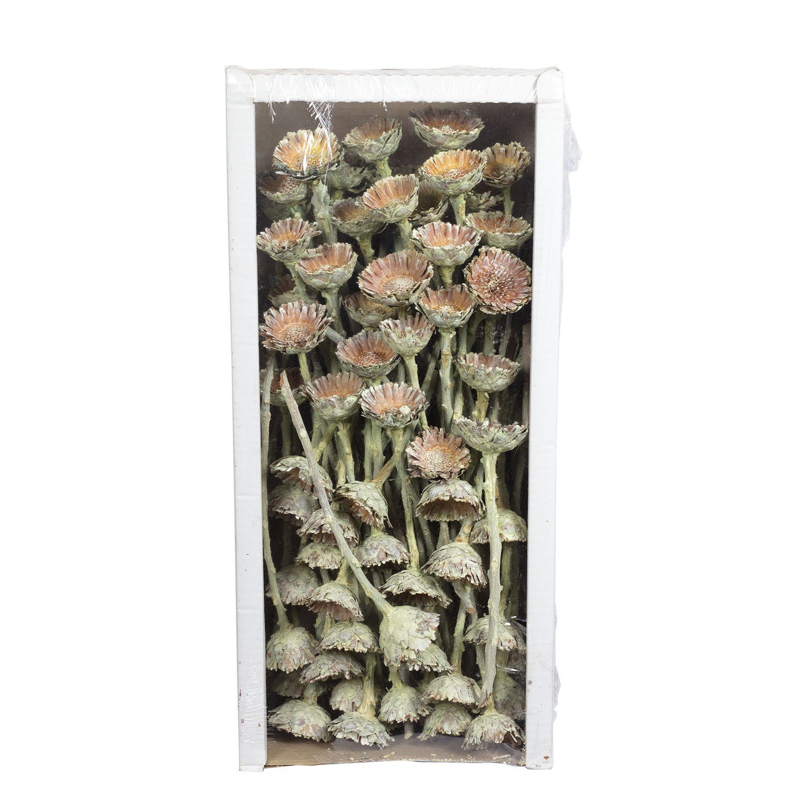 Trockenblume Protea Compacta Rosette - 70 Stück - frost-grün, Vosteen