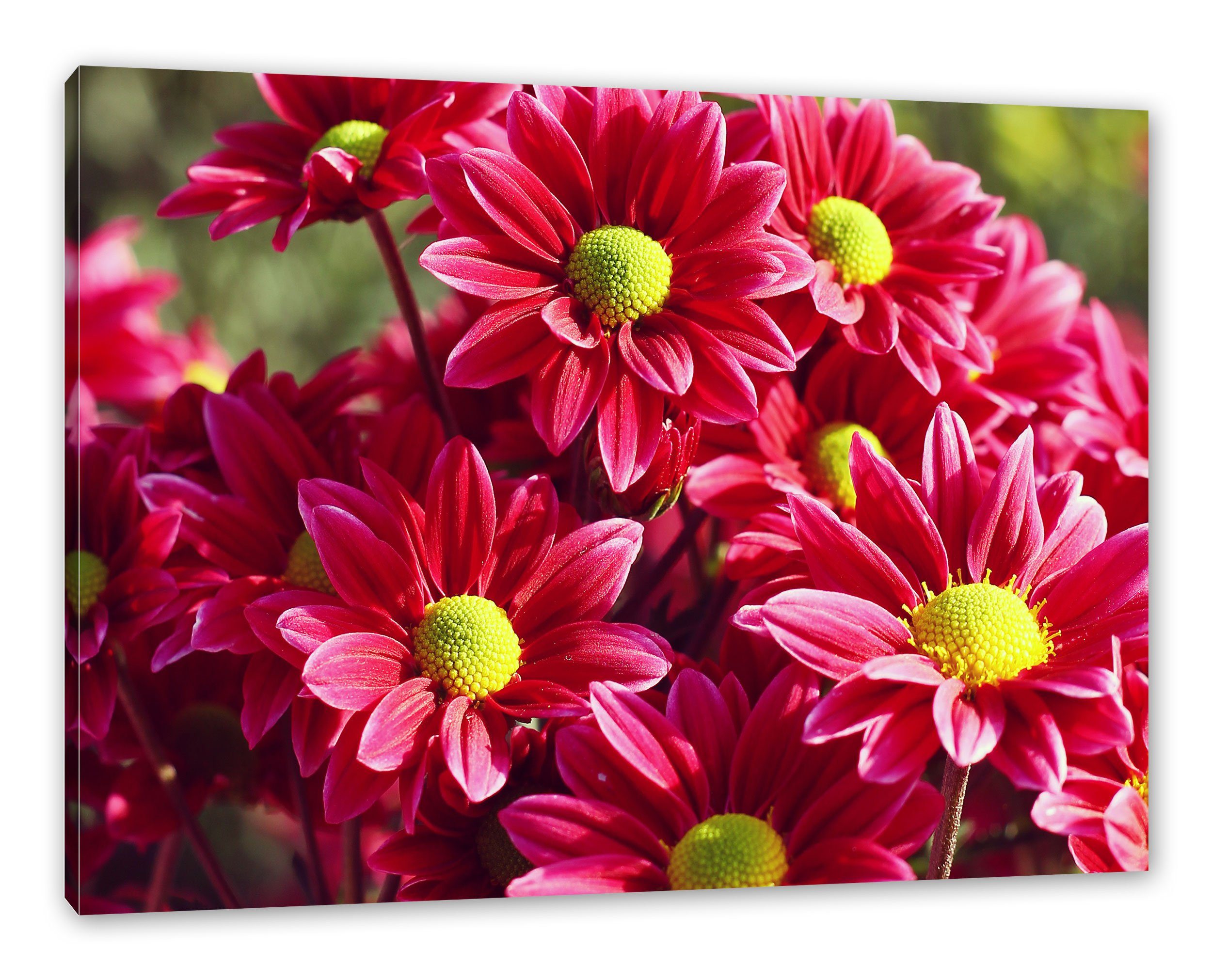 Pixxprint Leinwandbild Rote Blüten, Rote Blüten (1 St), Leinwandbild fertig bespannt, inkl. Zackenaufhänger