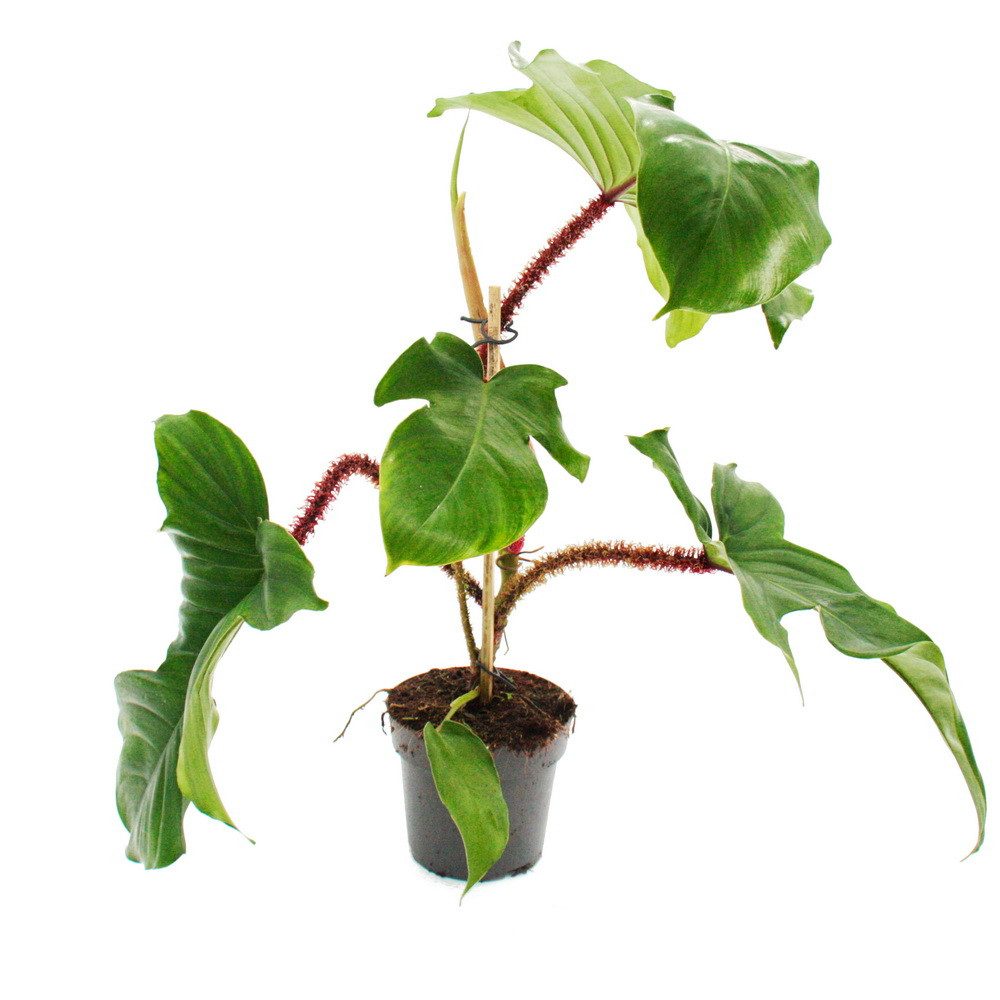 Exotenherz Zimmerpflanze Philodendron squamiferum der wilde rotstielige Baumfreund 12cm Topf