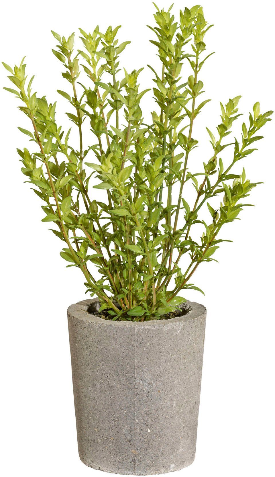 Kunstpflanze Thymian Kräuter, Creativ green, Höhe 35 cm