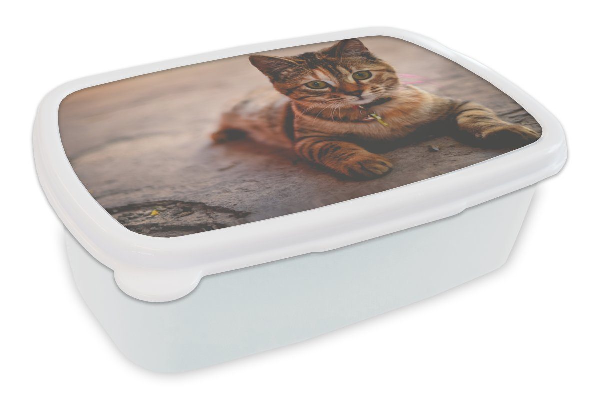 MuchoWow Lunchbox Katze - Kleid - Halsband, Kunststoff, (2-tlg), Brotbox für Kinder und Erwachsene, Brotdose, für Jungs und Mädchen weiß