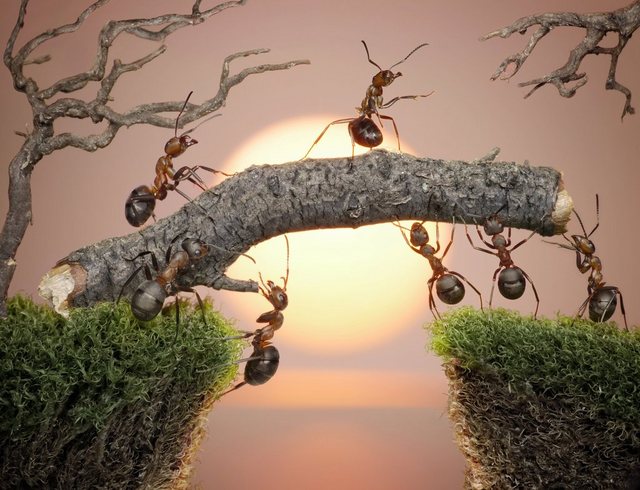 Papermoon Fototapete »Ants Teamwork«, glatt-Otto