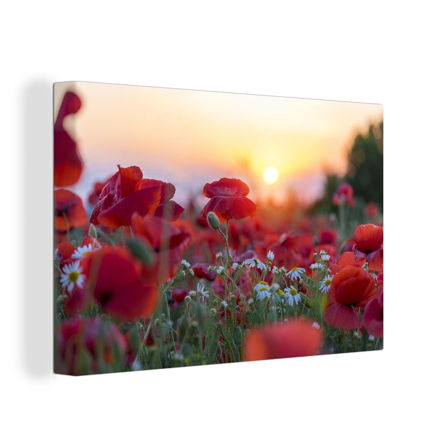 OneMillionCanvasses® Leinwandbild Landschaft mit Mohnblumen am Morgen, (1 St), Wandbild Leinwandbilder, Aufhängefertig, Wanddeko, 30x20 cm