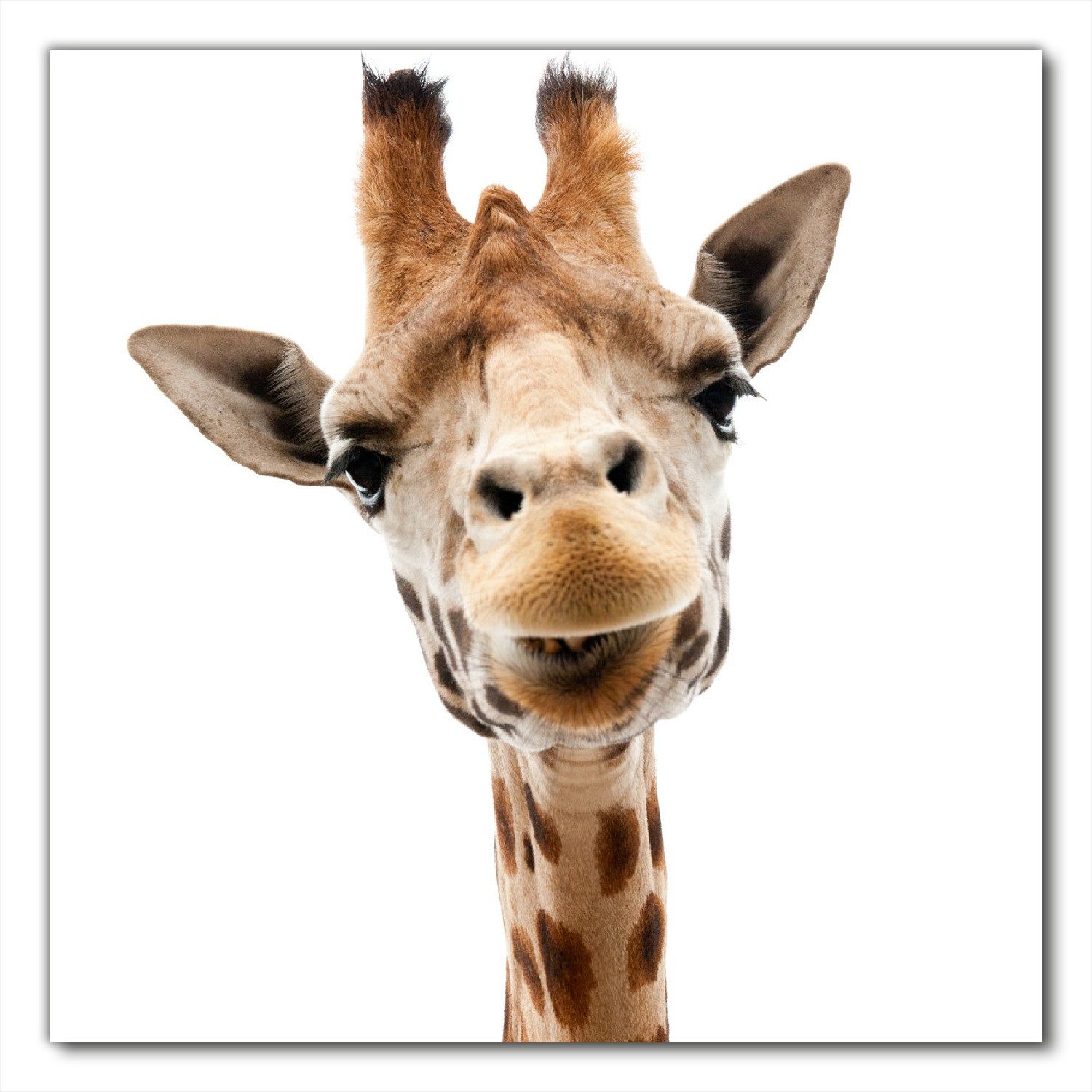 Wallario Möbelfolie Giraffenkopf