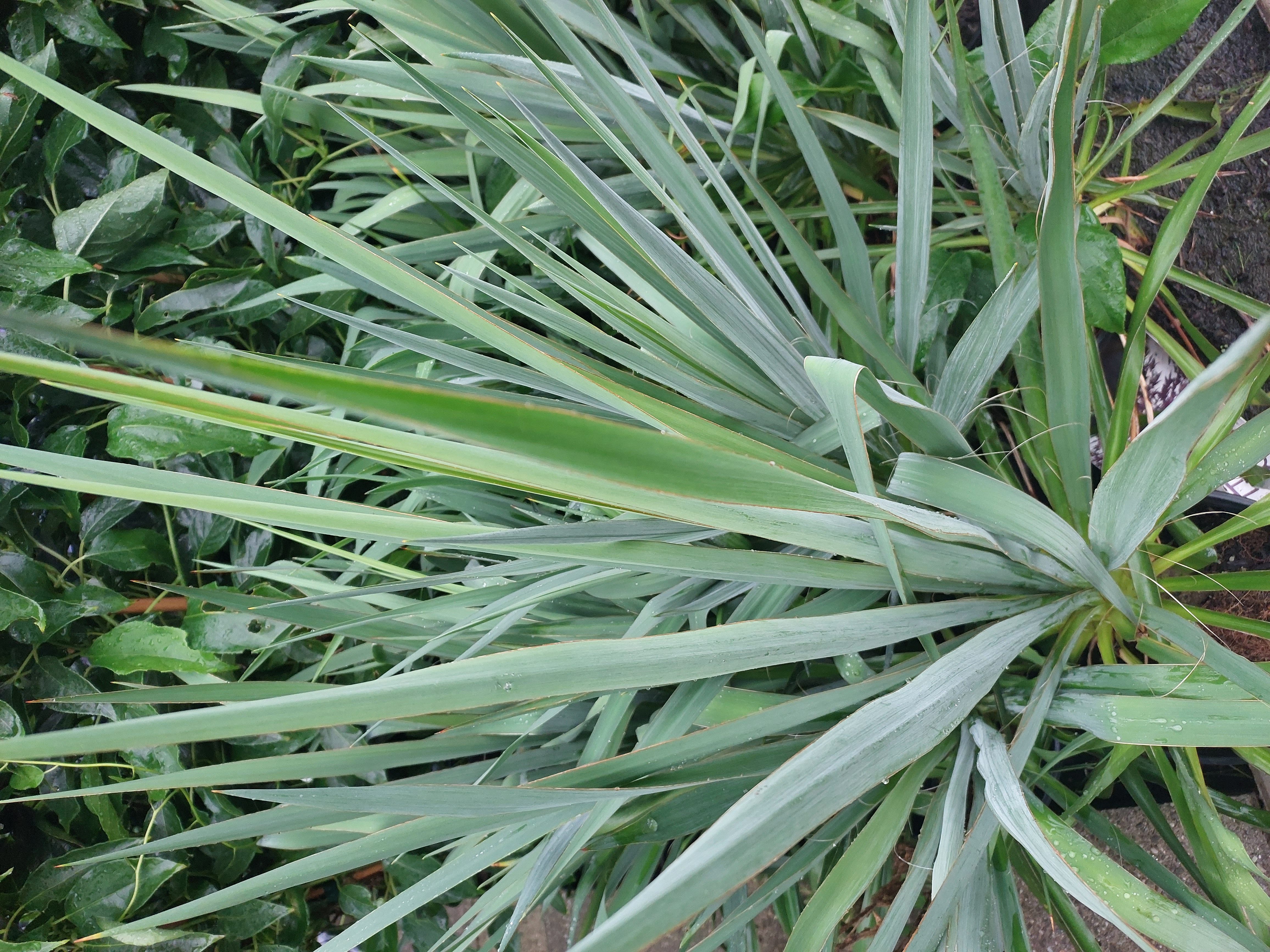Baumschule Gold Staude Palmlilie Yucca filamentosa, 1 St.