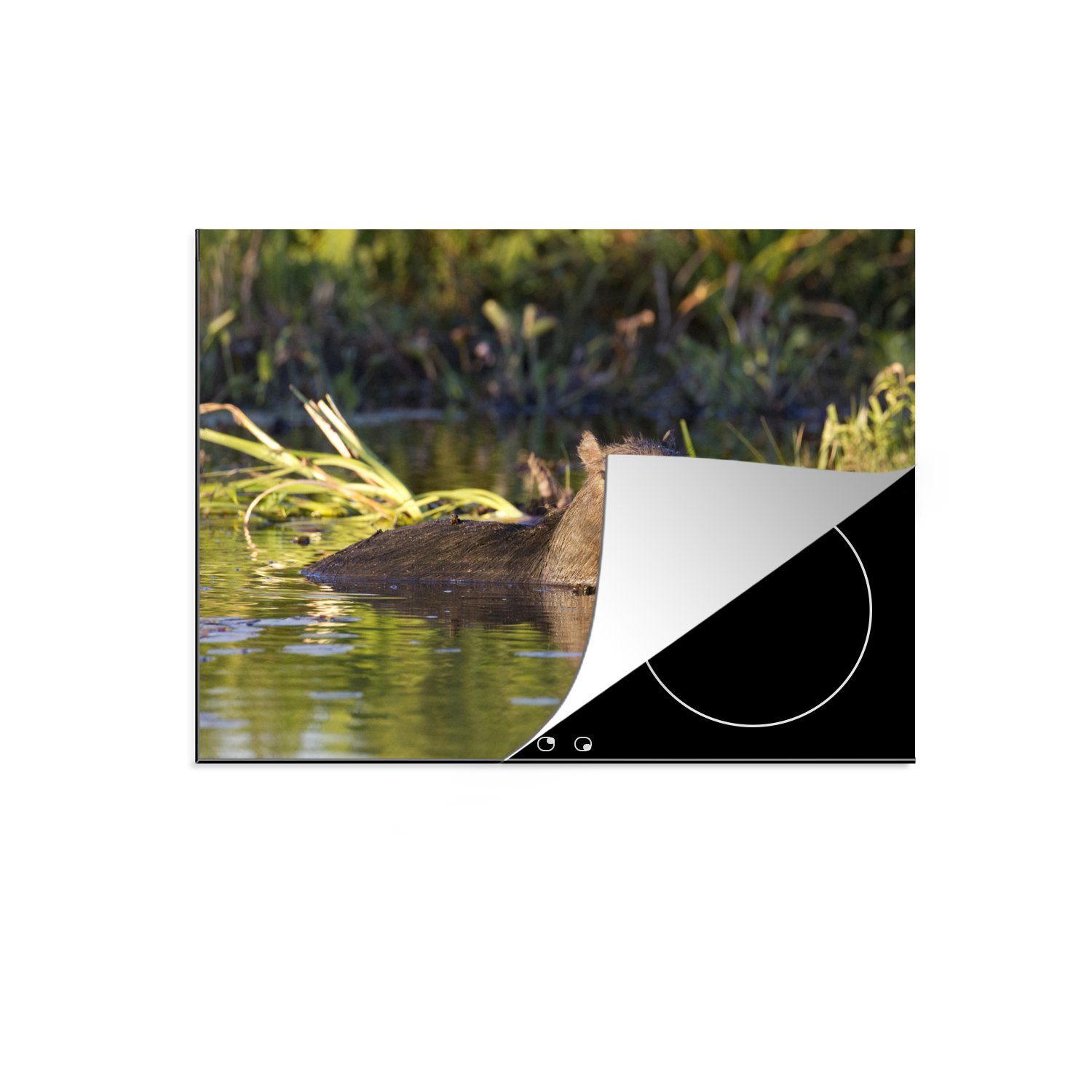 MuchoWow Herdblende-/Abdeckplatte Capybara im Wasser, Vinyl, (1 tlg), 71x52 cm, Induktionskochfeld Schutz für die küche, Ceranfeldabdeckung