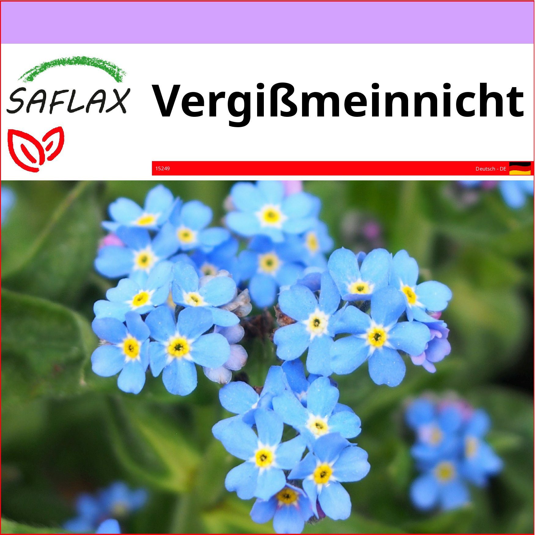 SAFLAX Blumensamen SAFLAX - Samen - Vergißmeinnicht – Bild 3 von 3