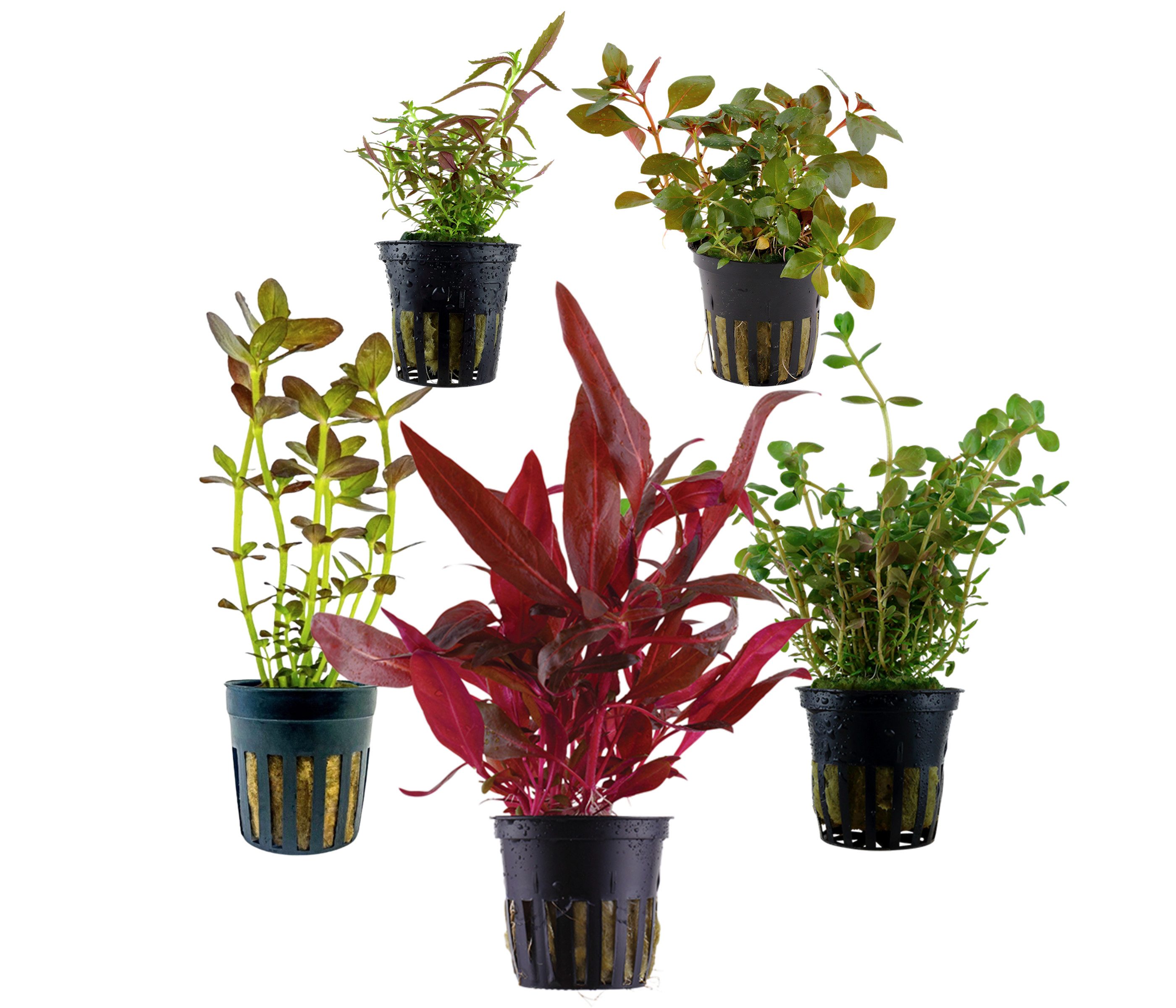 Dehner Wasserpflanze Aquarienpflanzen Set, 5-teilig, bunter Topf 214, je ca. 5-15 cm, robuste Wasserpflanzen für Süßwasser Aquarien