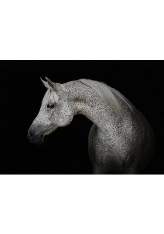 Consalnet Vliestapete »Weißes Pferd« Motiv