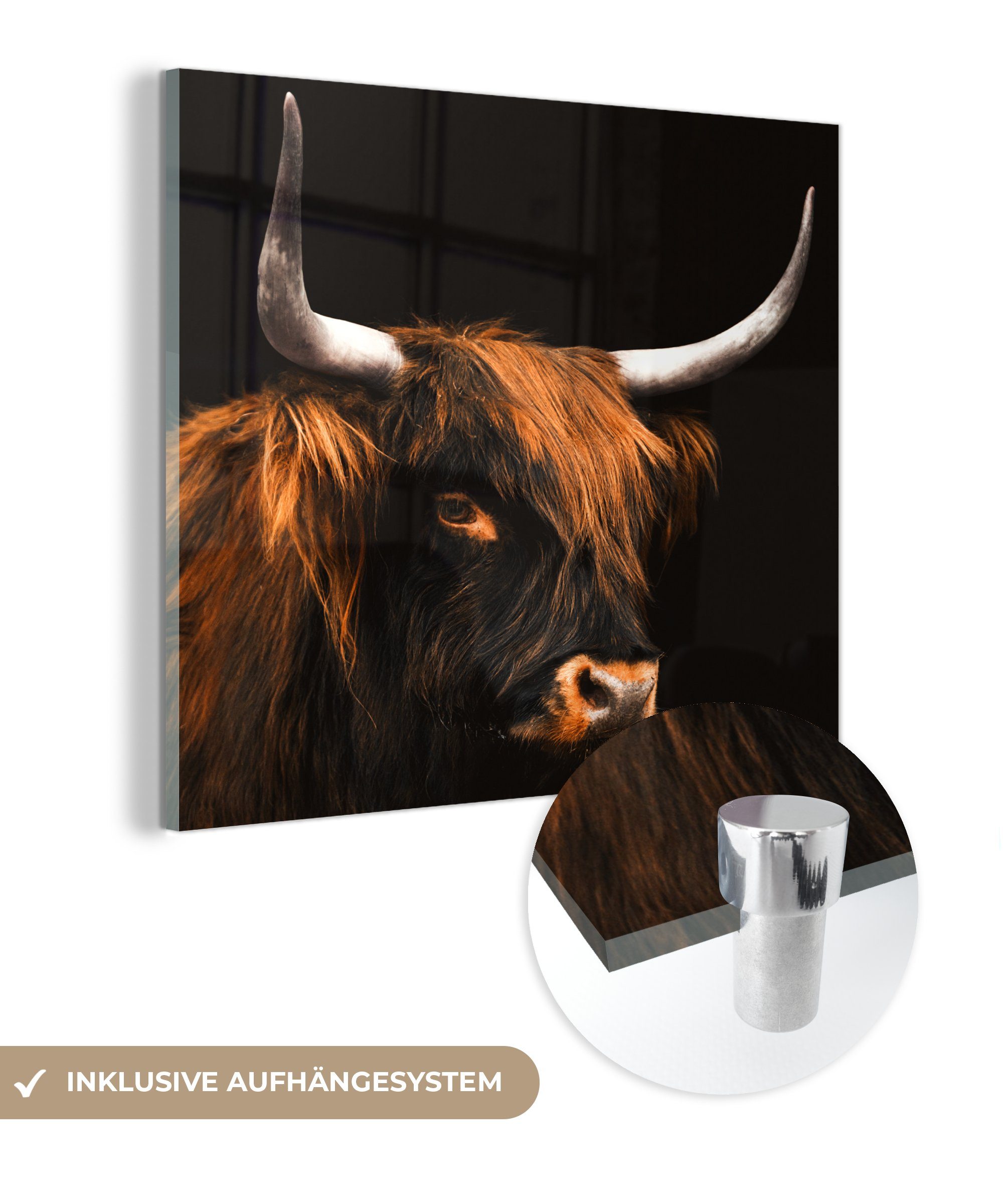 MuchoWow Acrylglasbild Schottischer Highlander - Kuh - (1 - St), - Glas Foto Glasbilder auf Glas Wanddekoration - auf Wandbild Bilder Schwarz