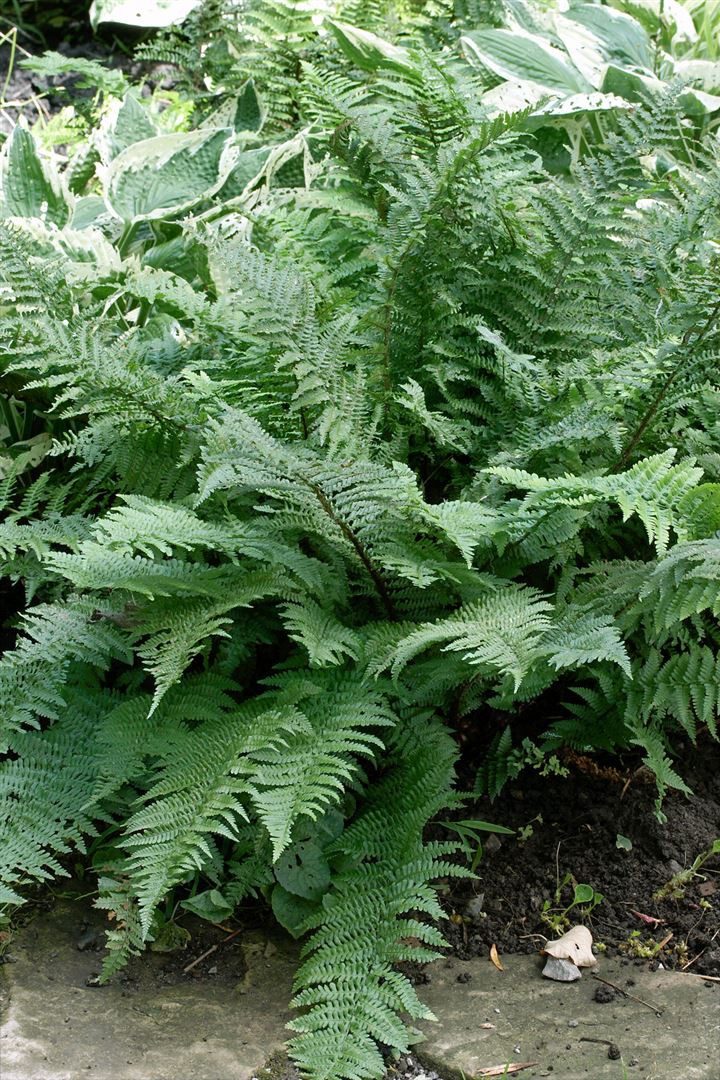 Pflanzen für Dich Gräser Dryopteris filix-mas Mexico, 1 St., Wurmfarn, Echter Wurmfarn, Männerfarn, fiederblätter, schattenverträglich