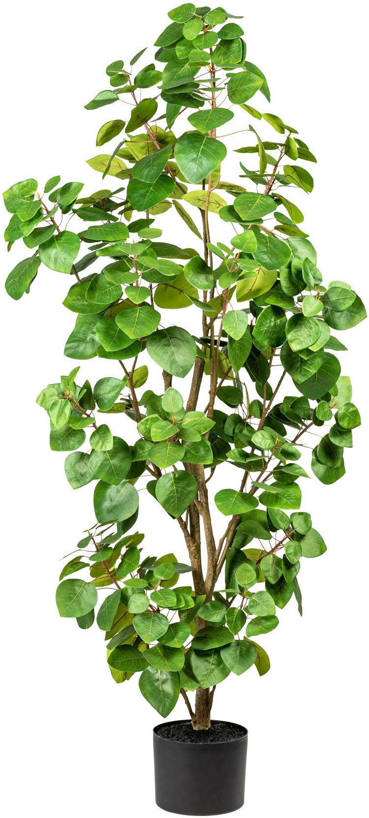 Kunstpflanze Banon Leonique, cm, Höhe Eukalyptus, 120 im Topf