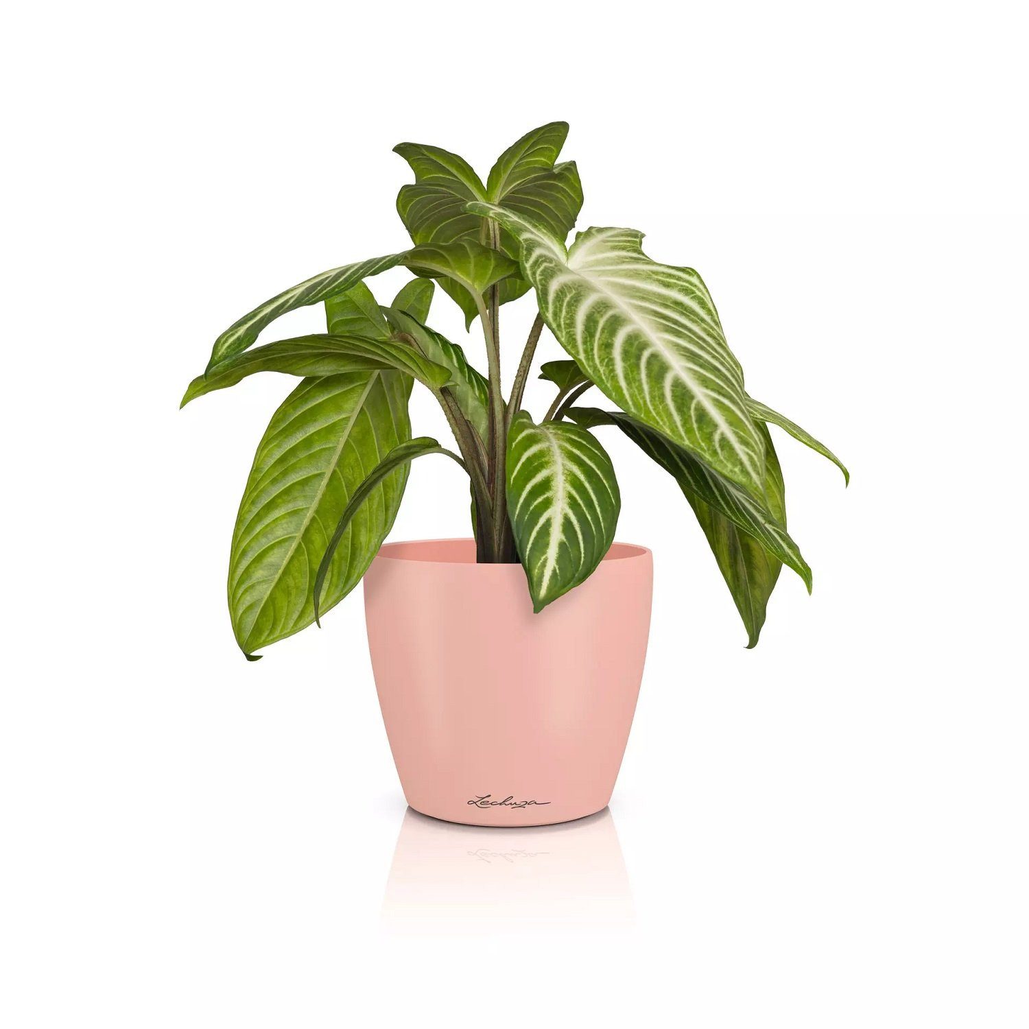 Lechuza® Übertopf Classico Color 14 DECO magnolie