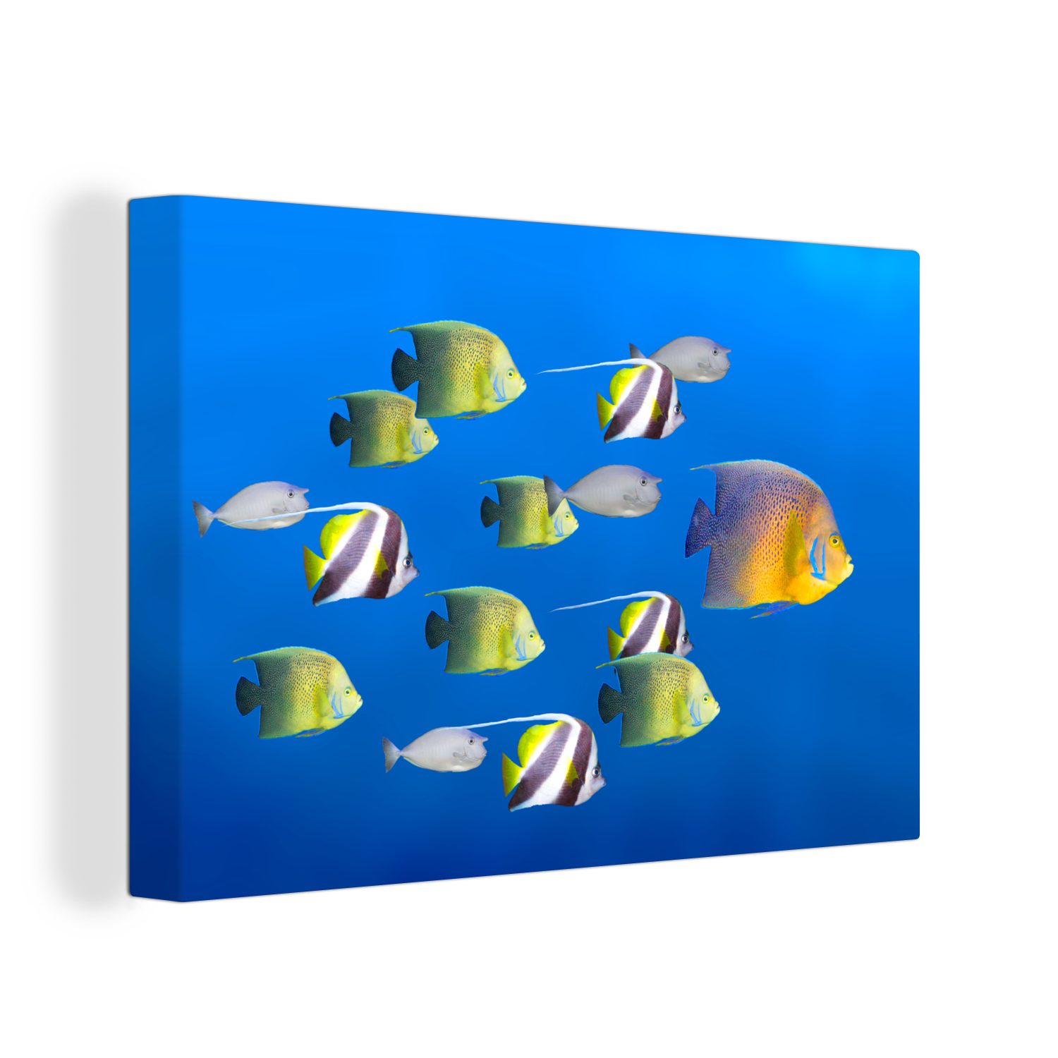 OneMillionCanvasses® Leinwandbild Fische - Tropisch - Gruppe, (1 St), Wandbild Leinwandbilder, Aufhängefertig, Wanddeko, 30x20 cm