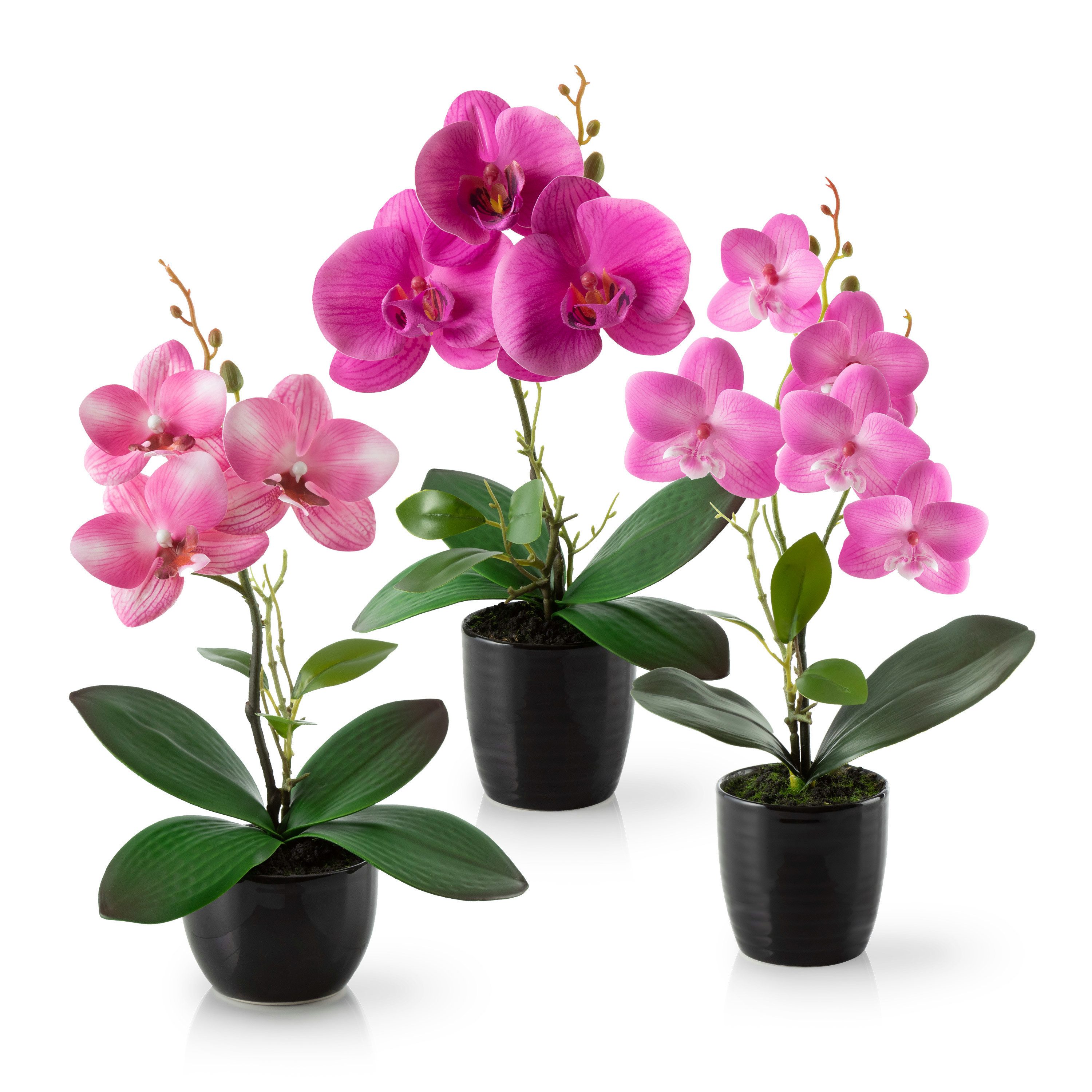 Kunstorchidee 3er Set künstliche Orchideen wie echt (35cm) in Hochglanz-Ker günstig online kaufen