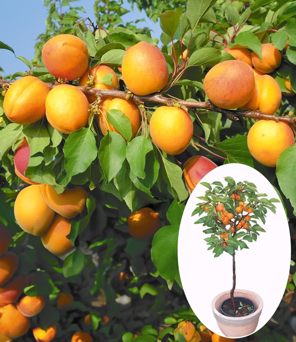 BALDUR Garten Obstpflanze Aprikose 'Compacta Super Compact®', 1 St., Marillenbaeumchen, essbar, winterhart, mehrjährig, pflegeleicht