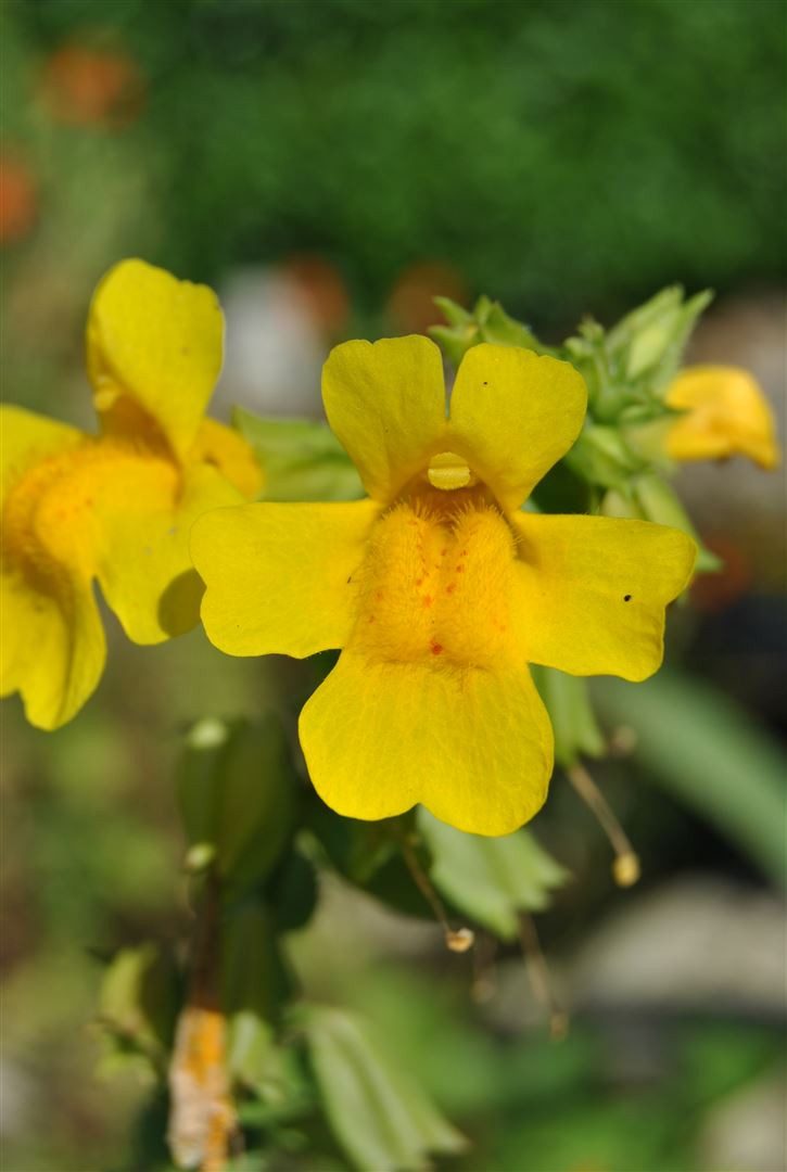 Pflanzen für Dich Staude Mimulus luteus, 1 St., Gelbes Gauklerblümchen, Gelbe Gauklerblume
