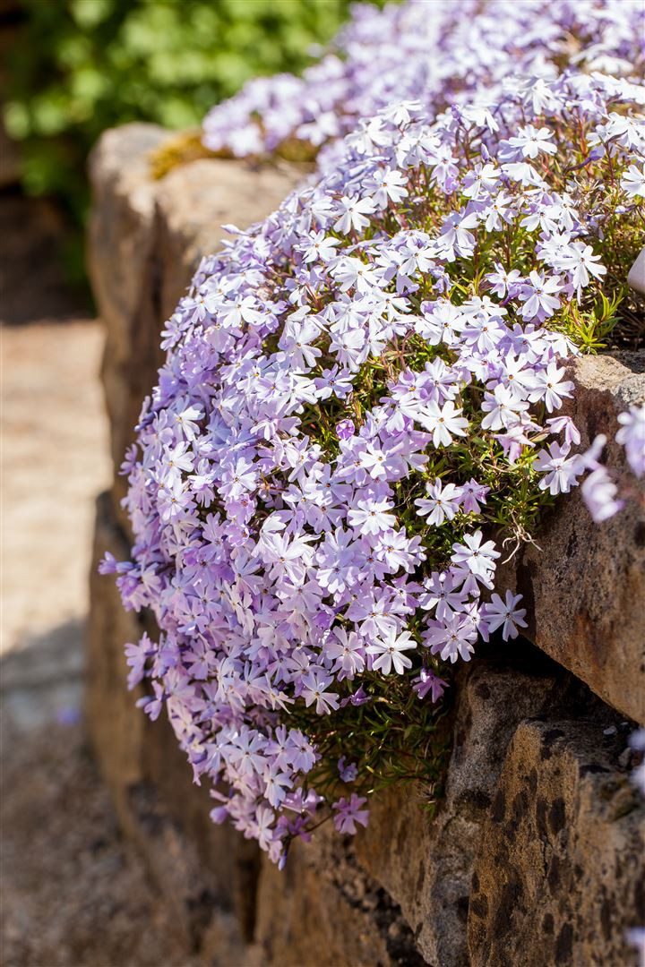 Pflanzen für Dich Bodendecker Phlo x subulata 'Emerald Cushion Blue', 1 St., Polster-Phlox, Teppich-Phlox, Moos-Phlox, blauviolett, teppichbildend – Bild 4 von 5