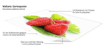 Wallario Sichtschutzzaunmatten Frische rote Erdbeeren für die Küche