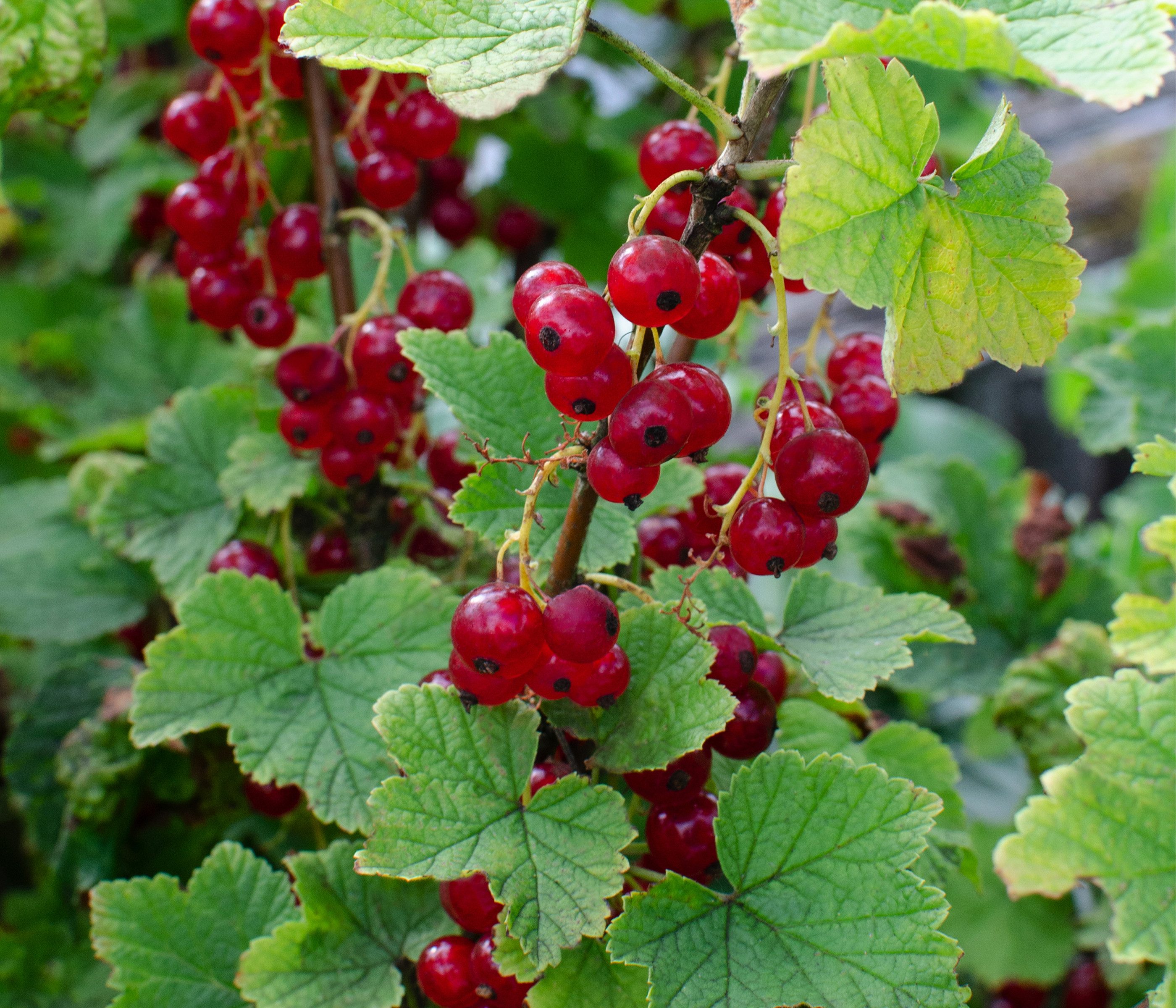 Dehner Obstpflanze Bio Rote Johannisbeere Ribest® Lisette®, rote Früchte, 30-50 cm, insektenfreundliche Selbstbefruchter-Sorte