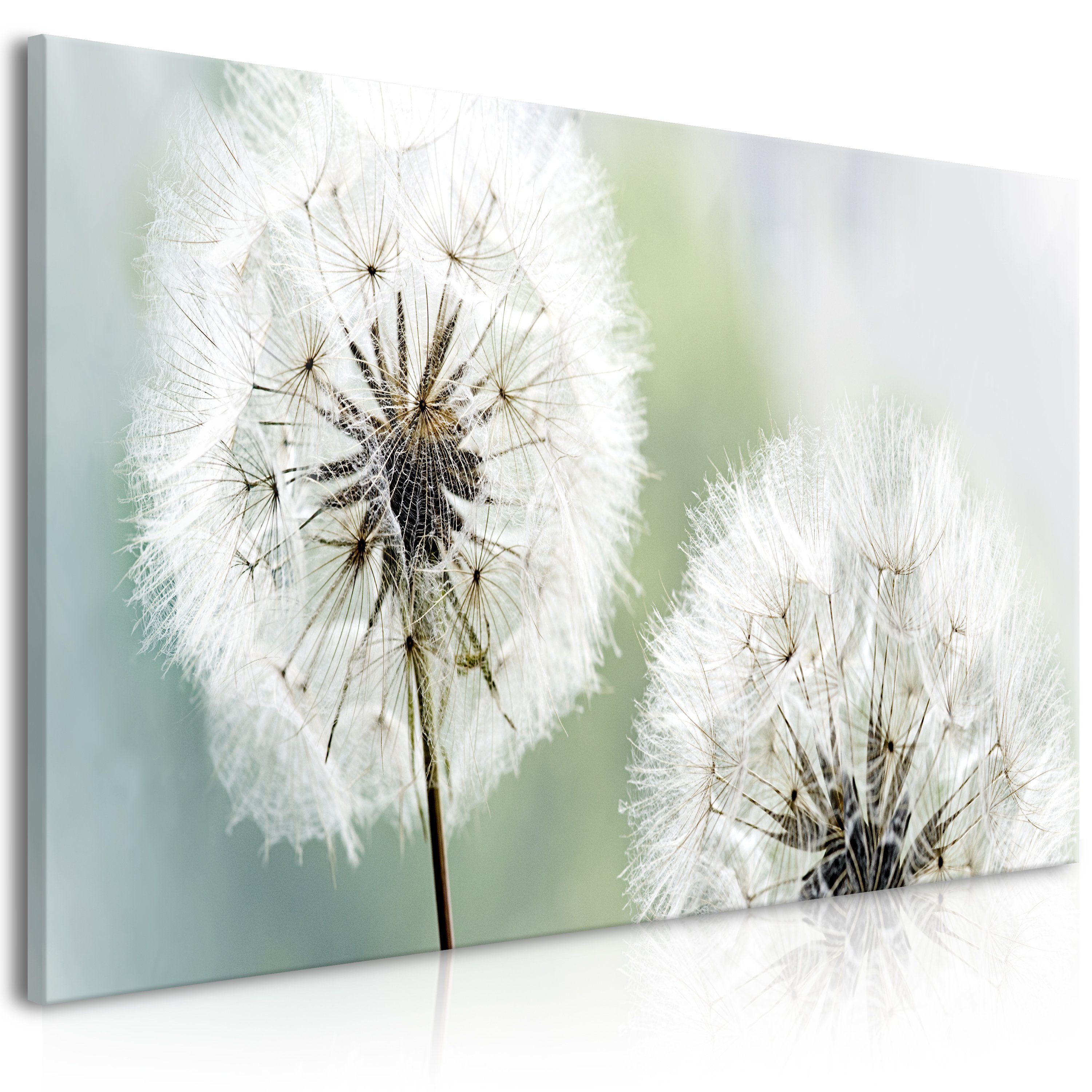 Artgeist Wandbild Fluffy Dandelions (1 Part) Green Wide