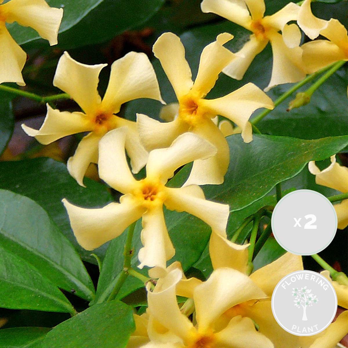 Bloomique Kletterpflanze 2er-Set Trachelospermum Jasminoides Star of Toscana, 50-70 cm, 2 St.