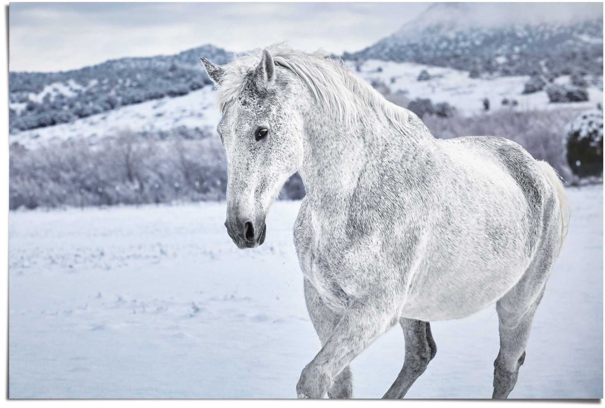 Reinders! Poster Pferd im Schnee, (1 St)