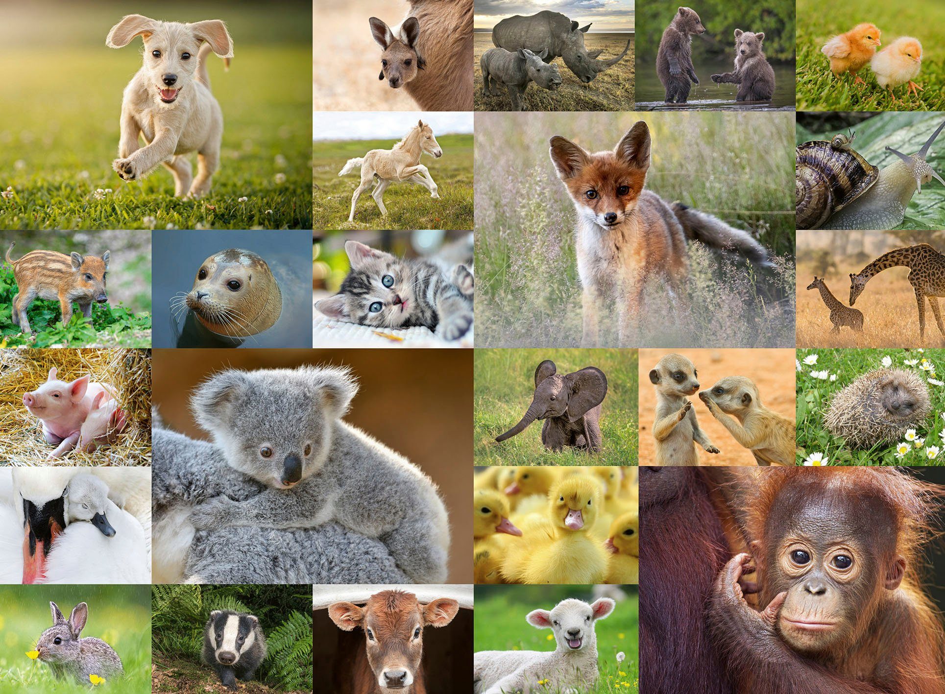 Ravensburger Puzzle Süße Tierbabys, 200 Puzzleteile, günstig online kaufen
