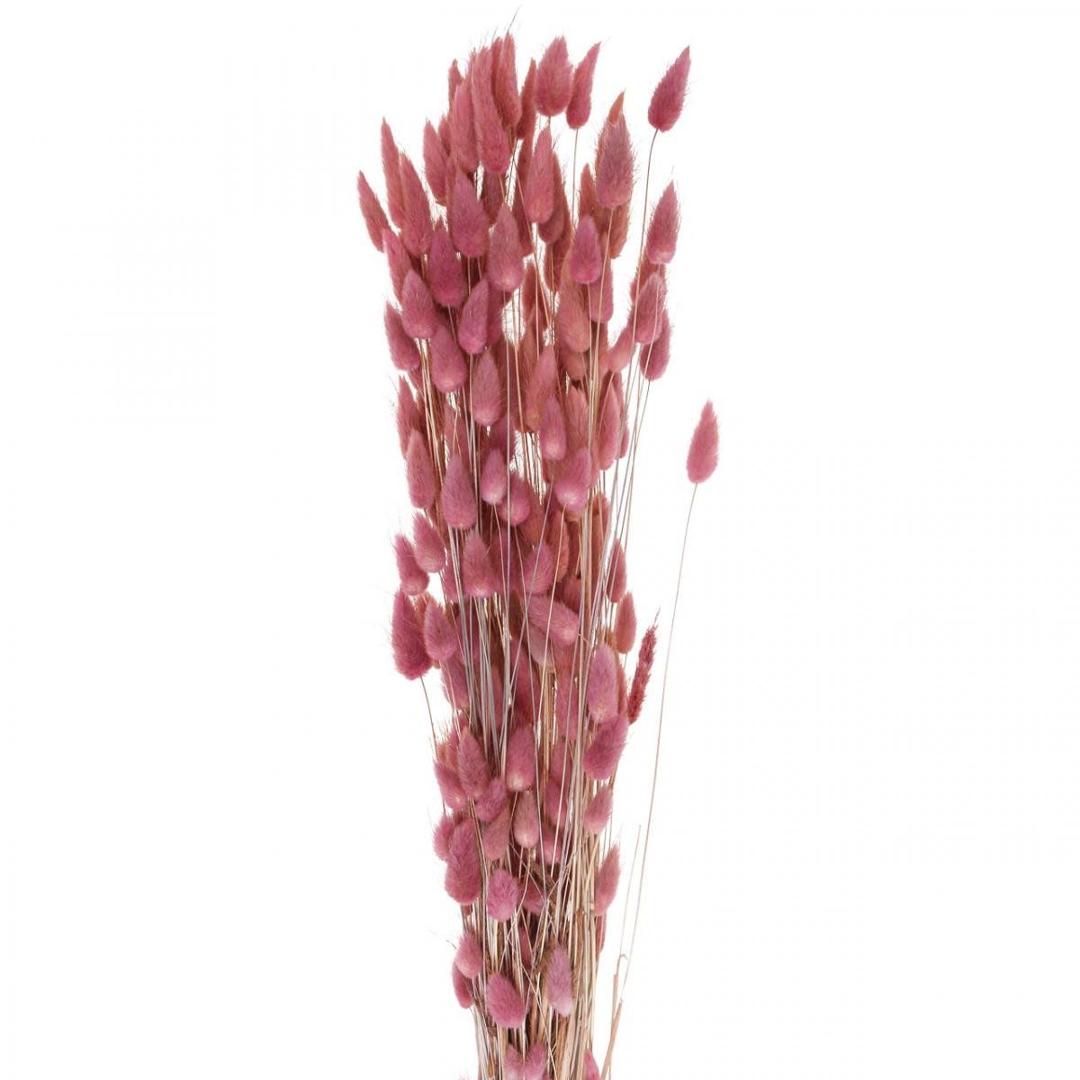 Trockenblume Hasenschwanzgras Trockenblumen Deko Hochzeit Boho Samtgras, Florists Products, Höhe 10 cm