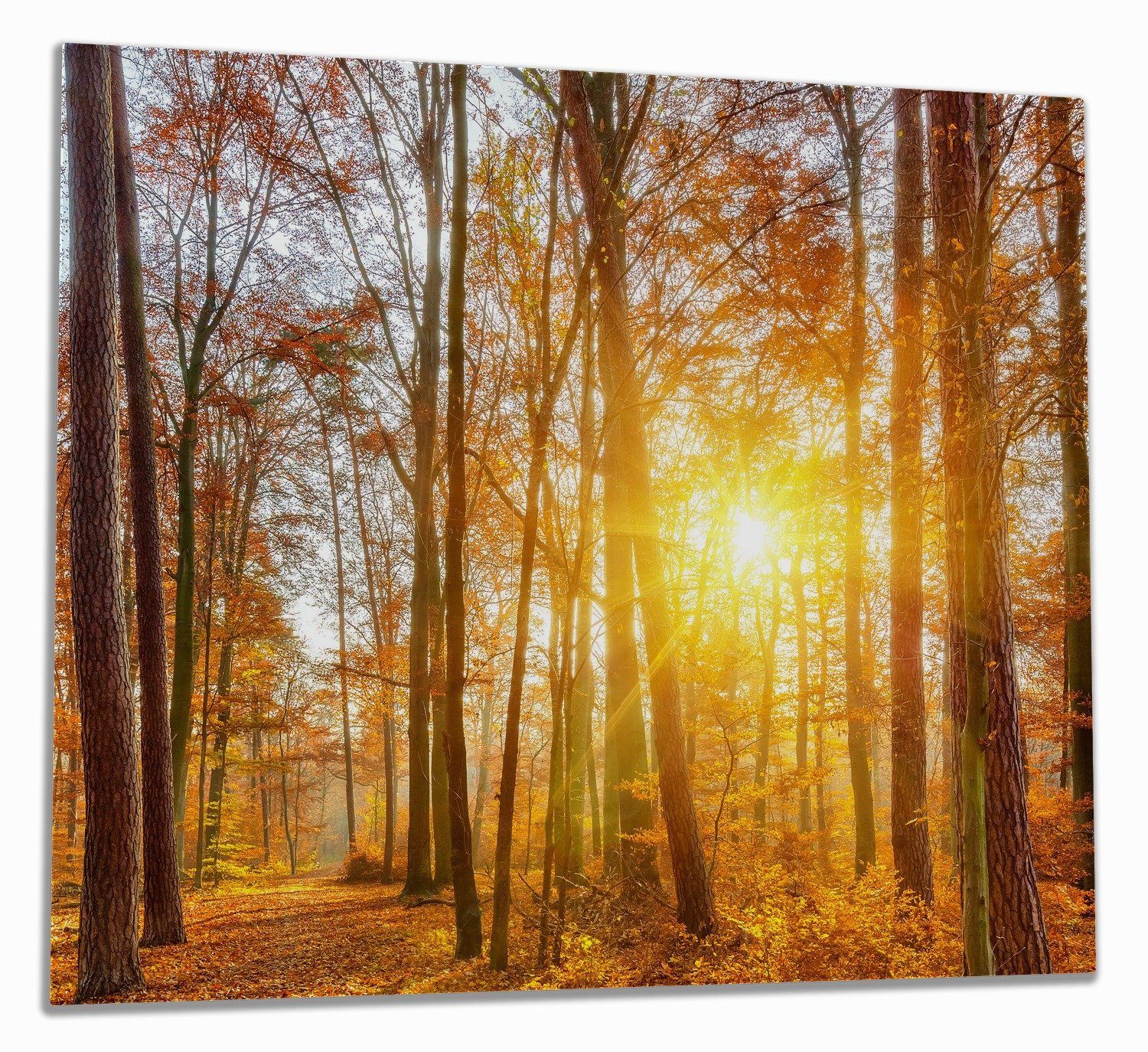 Wallario Herd-Abdeckplatte Sonnenuntergang im herbstlichen Wald, ESG-Sicherheitsglas, (Glasplatte, 1 tlg., inkl. 5mm Noppen), verschiedene Größen