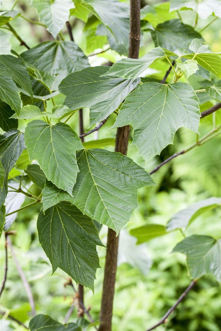 Pflanzen für Dich Gehölze Acer capillipes, 1 St., Rotstreifen-Ahorn, Schlangenhaut-Ahorn