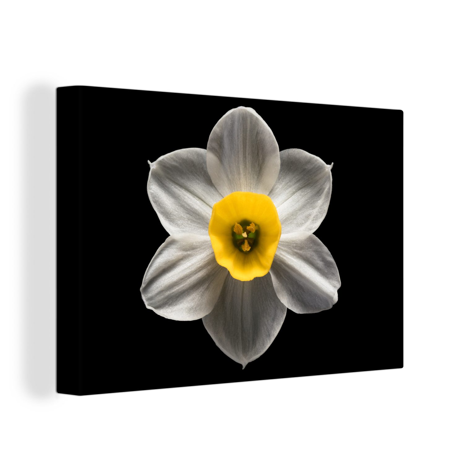 OneMillionCanvasses® Leinwandbild Eine weiße Narzissenblüte auf schwarzem Hintergrund, (1 St), Wandbild Leinwandbilder, Aufhängefertig, Wanddeko, 30x20 cm