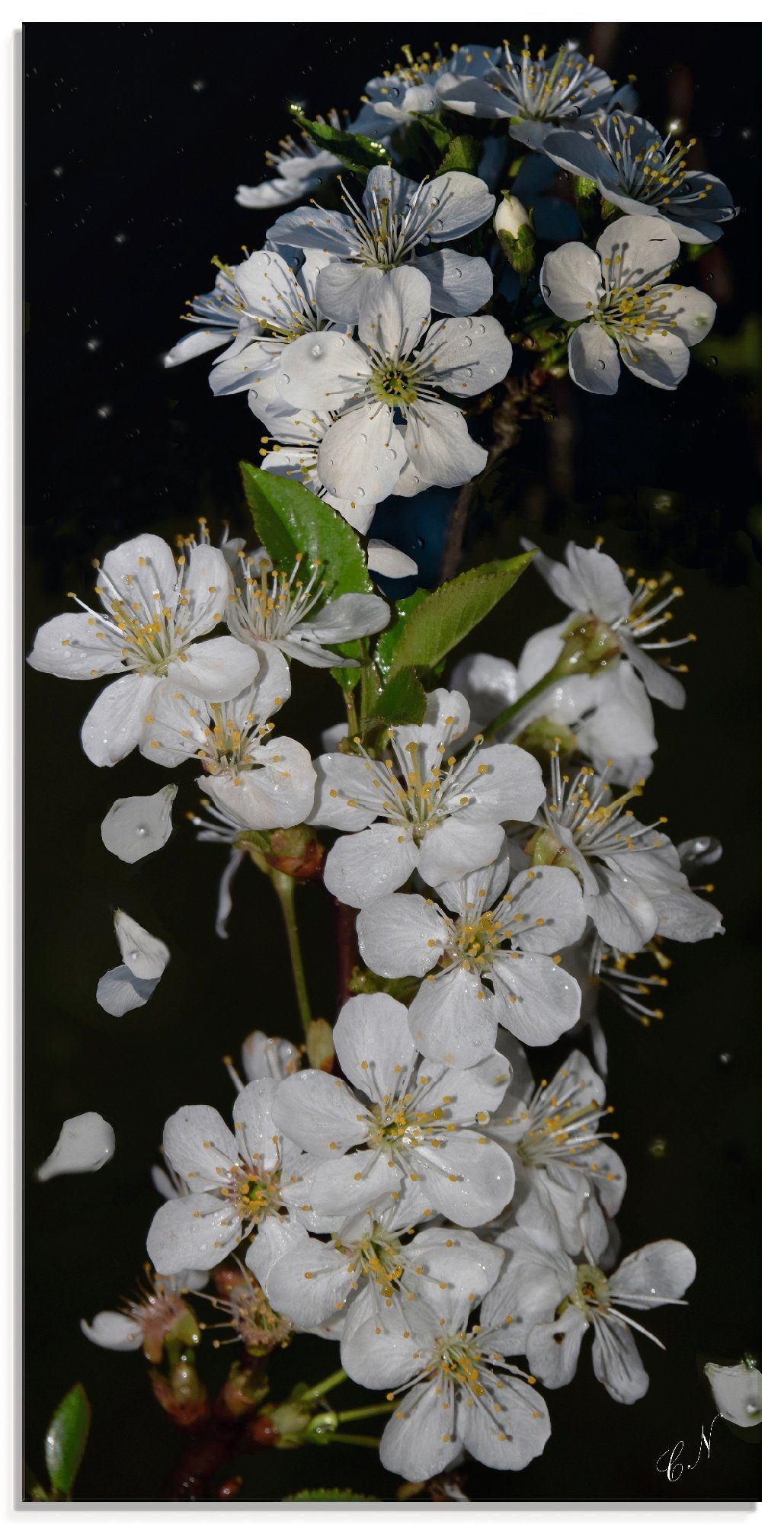 Artland Glasbild »Baumblüte«, Blumen (1 Stück)-Otto