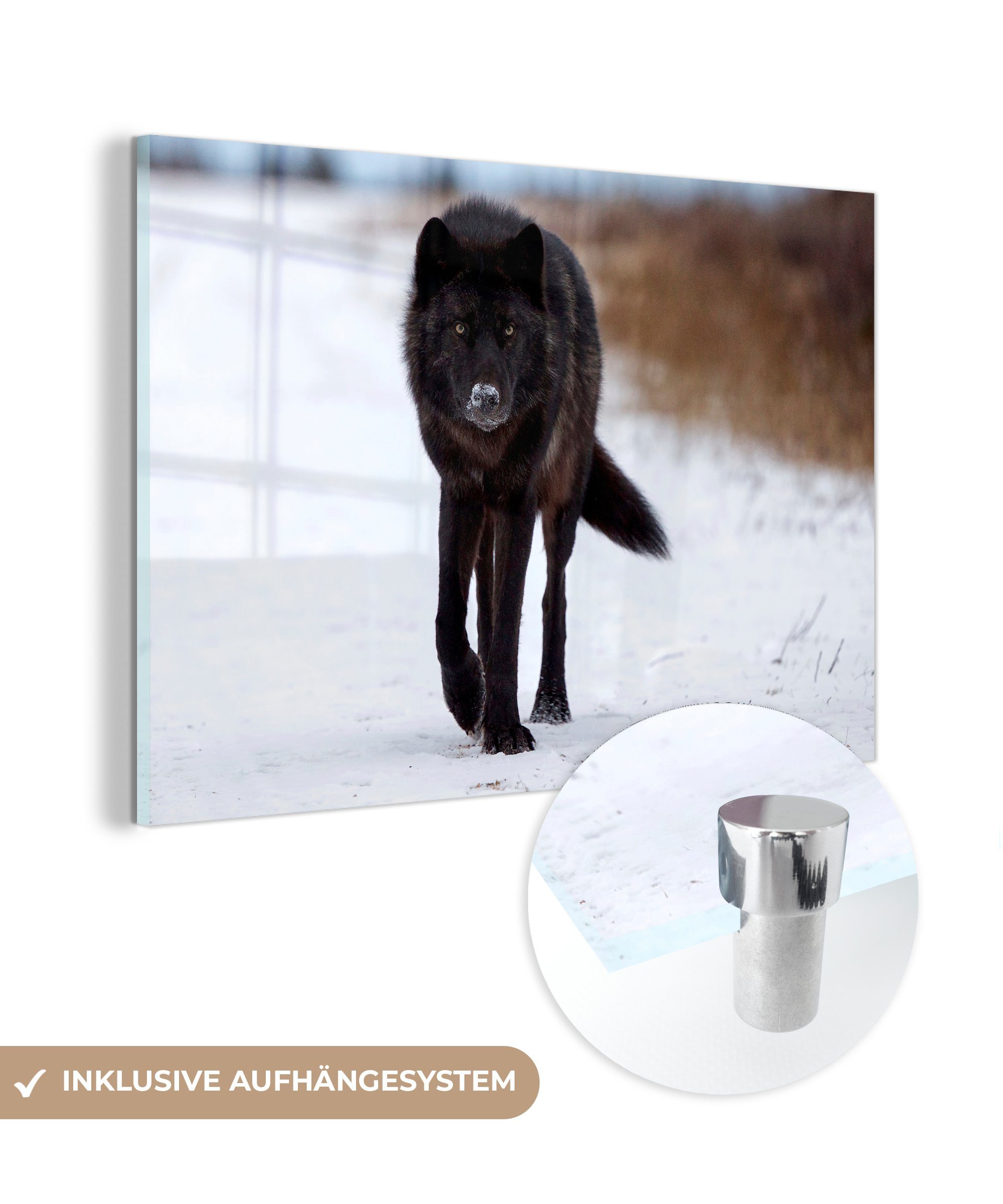 MuchoWow Acrylglasbild Wolf - Schnee - Schwarz, (1 St), Acrylglasbilder Wohnzimmer & Schlafzimmer