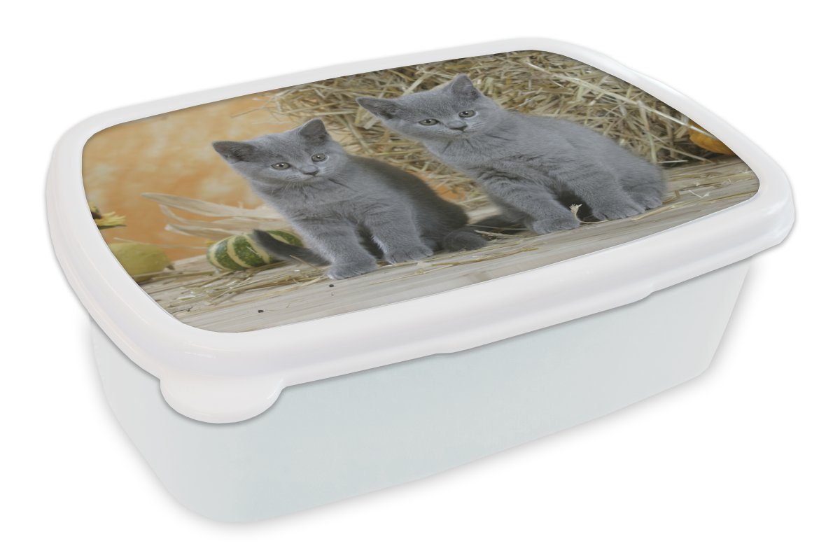 Erwachsene, mit Brotbox Jungs Heu Kinder weiß für und Lunchbox (2-tlg), Zwei Kunststoff, Hintergrund, Brotdose, Britisch-Kurzhaar-Kätzchen Mädchen und MuchoWow im für