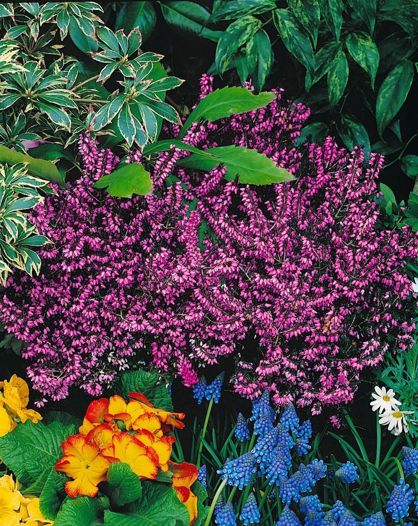 Pflanzen für Dich Gehölze Erica darleyensis Spring Surprise, 1 St., Winterheide, Schneeheide, Darley-Heide