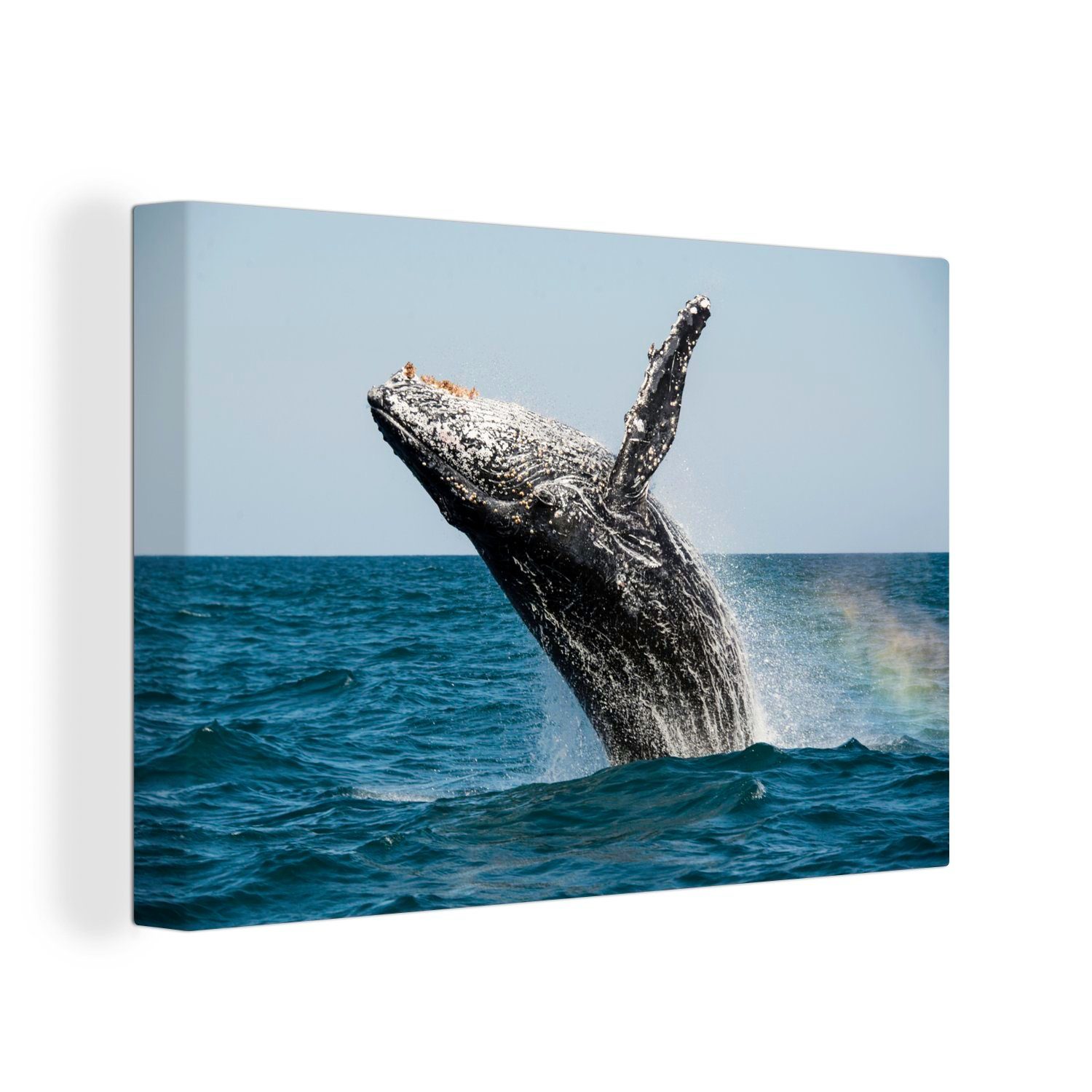 OneMillionCanvasses® Leinwandbild Ein Buckelwal springt aus dem Wasser, (1 St), Wandbild Leinwandbilder, Aufhängefertig, Wanddeko, 30x20 cm