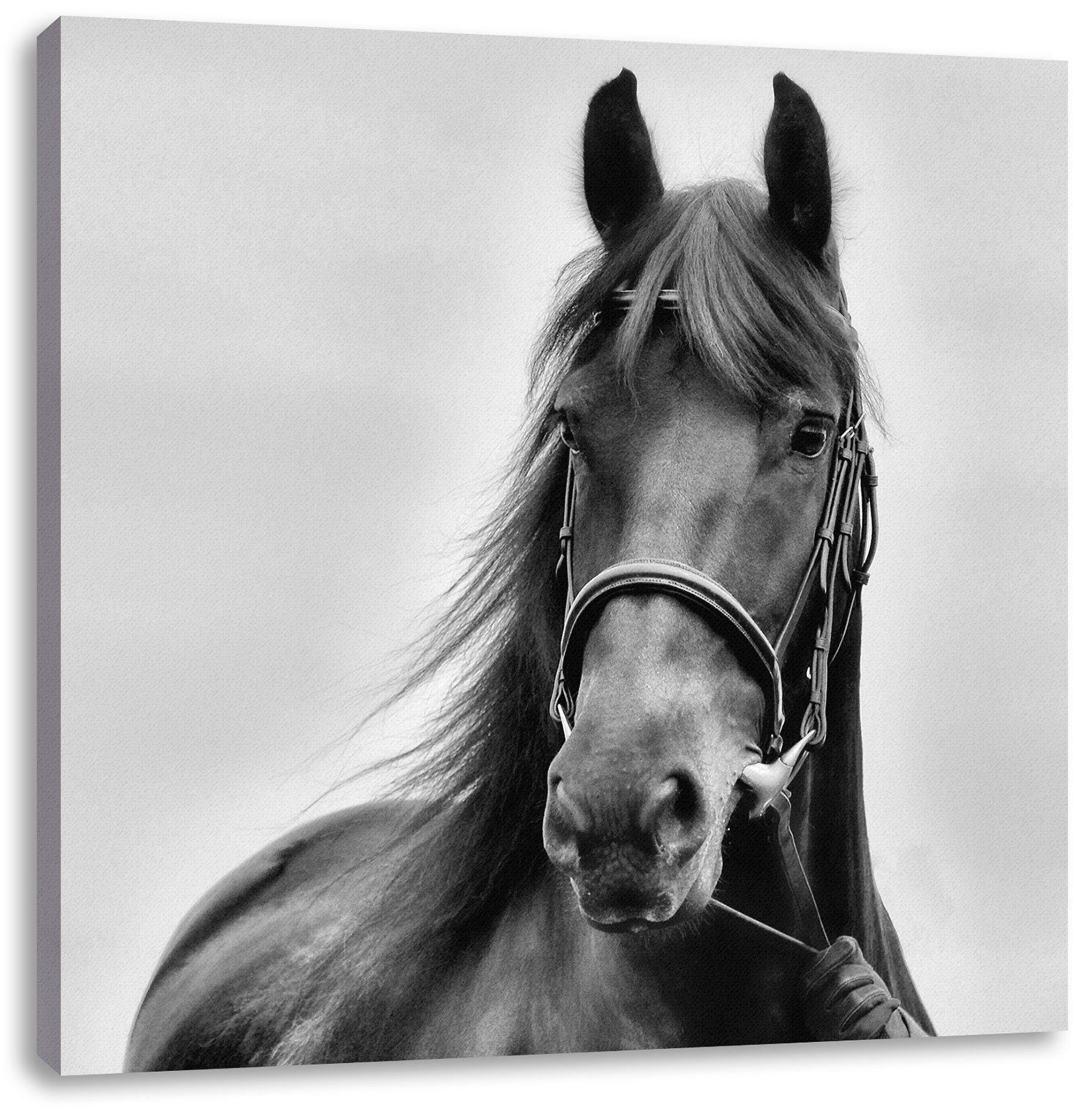 bespannt, Leinwandbild Schönes St), Pixxprint Schönes inkl. Leinwandbild Pferd fertig Zackenaufhänger Pferd, (1