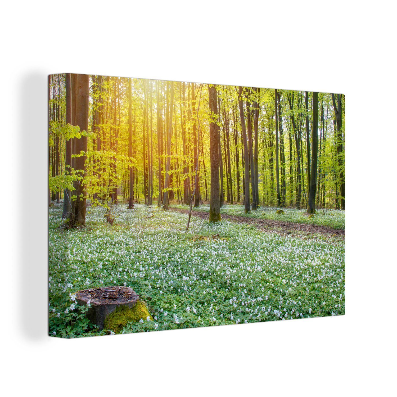 OneMillionCanvasses® Leinwandbild Grüner Wald von Lichtstrahlen beleuchtet, (1 St), Wandbild Leinwandbilder, Aufhängefertig, Wanddeko, 30x20 cm | Leinwandbilder