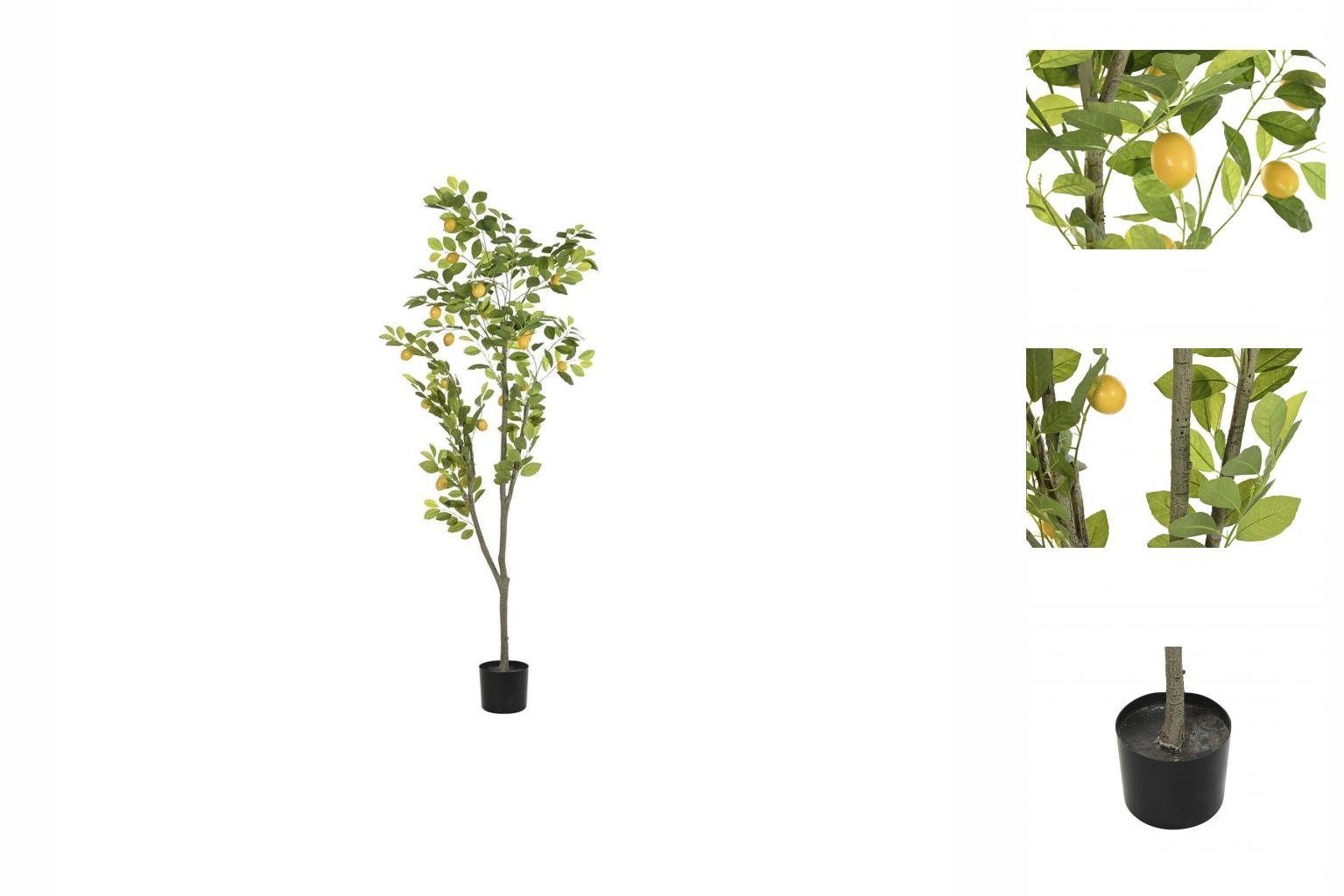 Künstliche Zimmerpflanze Baum DKD Home Decor Zitronenbaum Polyester Polypropylen 90 x 90 x 180, DKD Home Decor, Höhe 20 cm