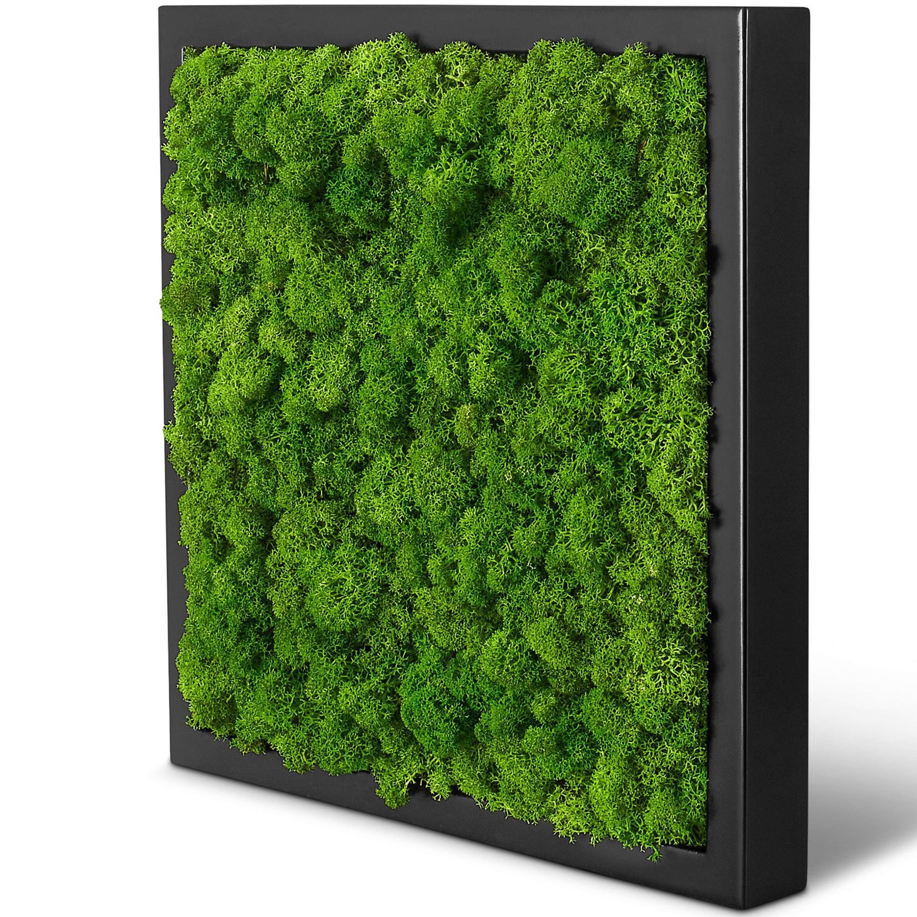 naturewalls Bild Moosbild Islandmoos - Pflanzenbild Vollholz-Rahmen - Wandbild, (1 St), konserviert Schwarz
