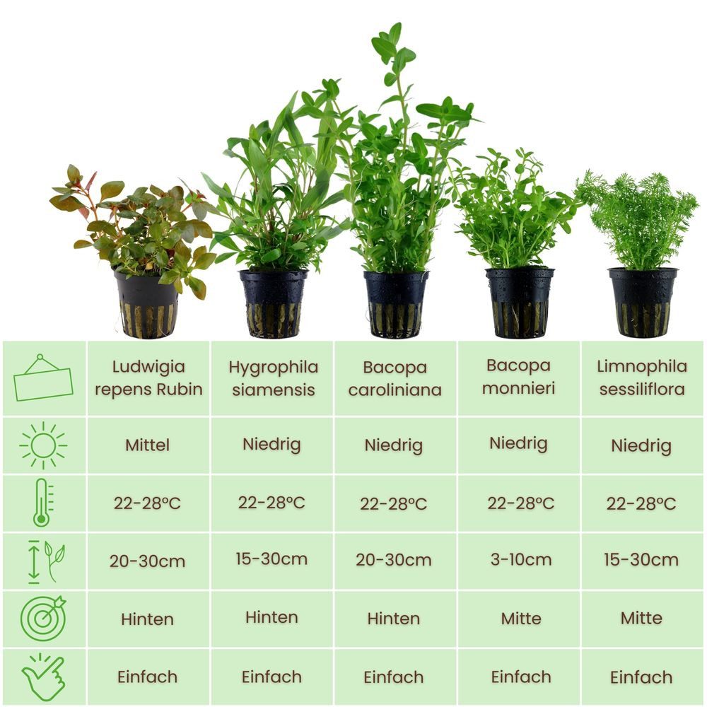 Aquaone Wasserpflanze Pflanzen Set mit 5 Anti Algen Wasserpflanzen + Moosku günstig online kaufen