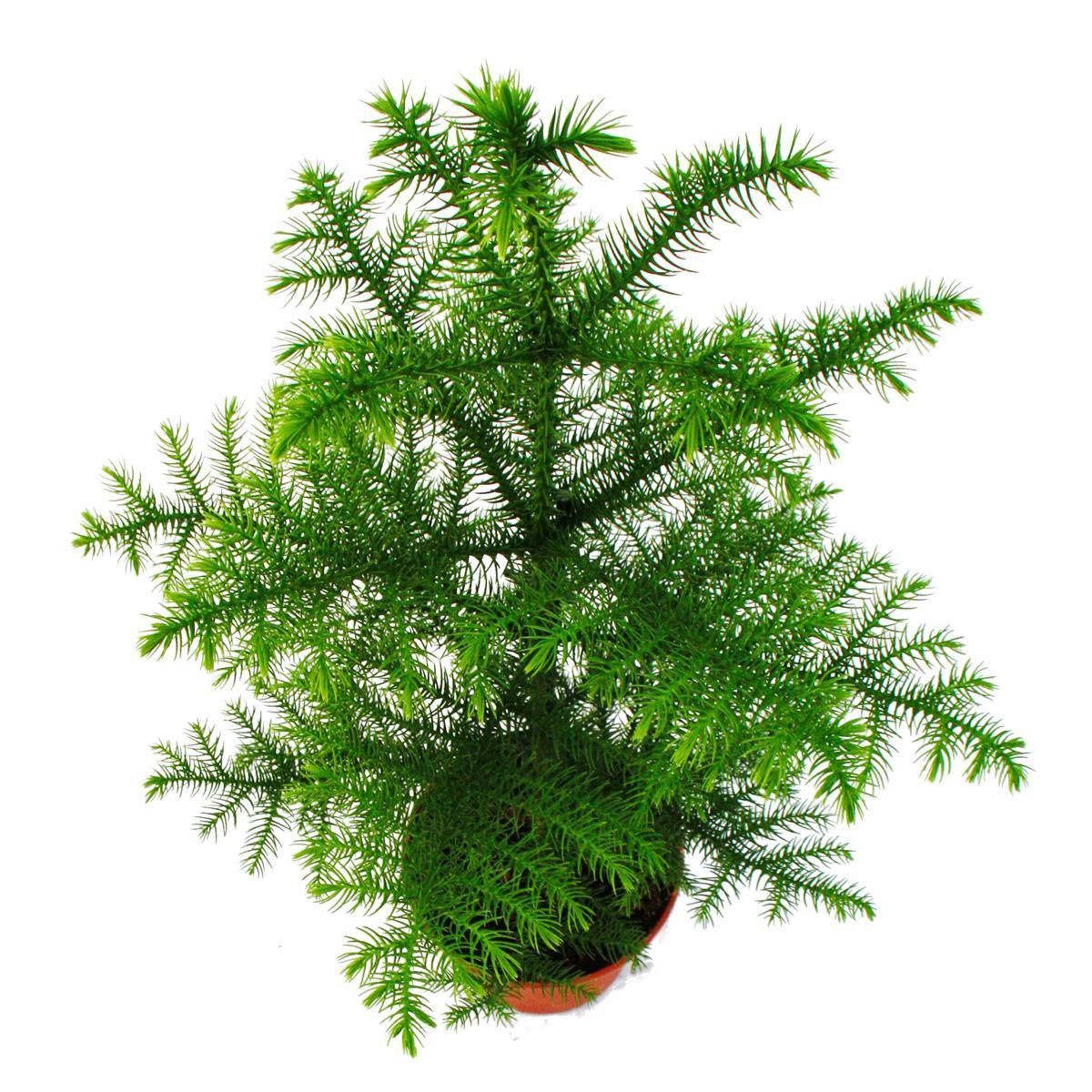 Exotenherz Zimmerpflanze Zimmertanne - Araucaria heterophylla - 17m Topf - günstig online kaufen