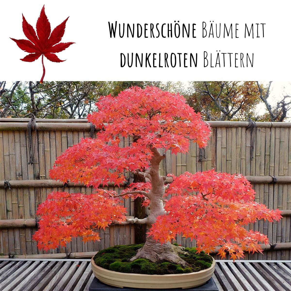 HappySeed Blumensamen Außergewöhnliche Bonsai Samen mit hoher Keimrate - Roter Fächerahorn, Bonsaifähig – Bild 3 von 5