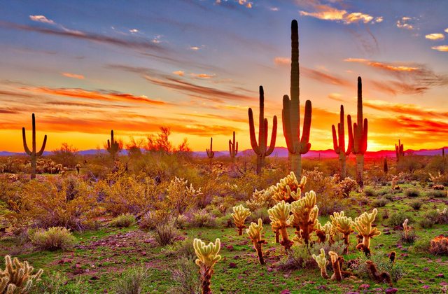 Papermoon Fototapete »Saguaros Sunset Phoenix«, glatt-Otto