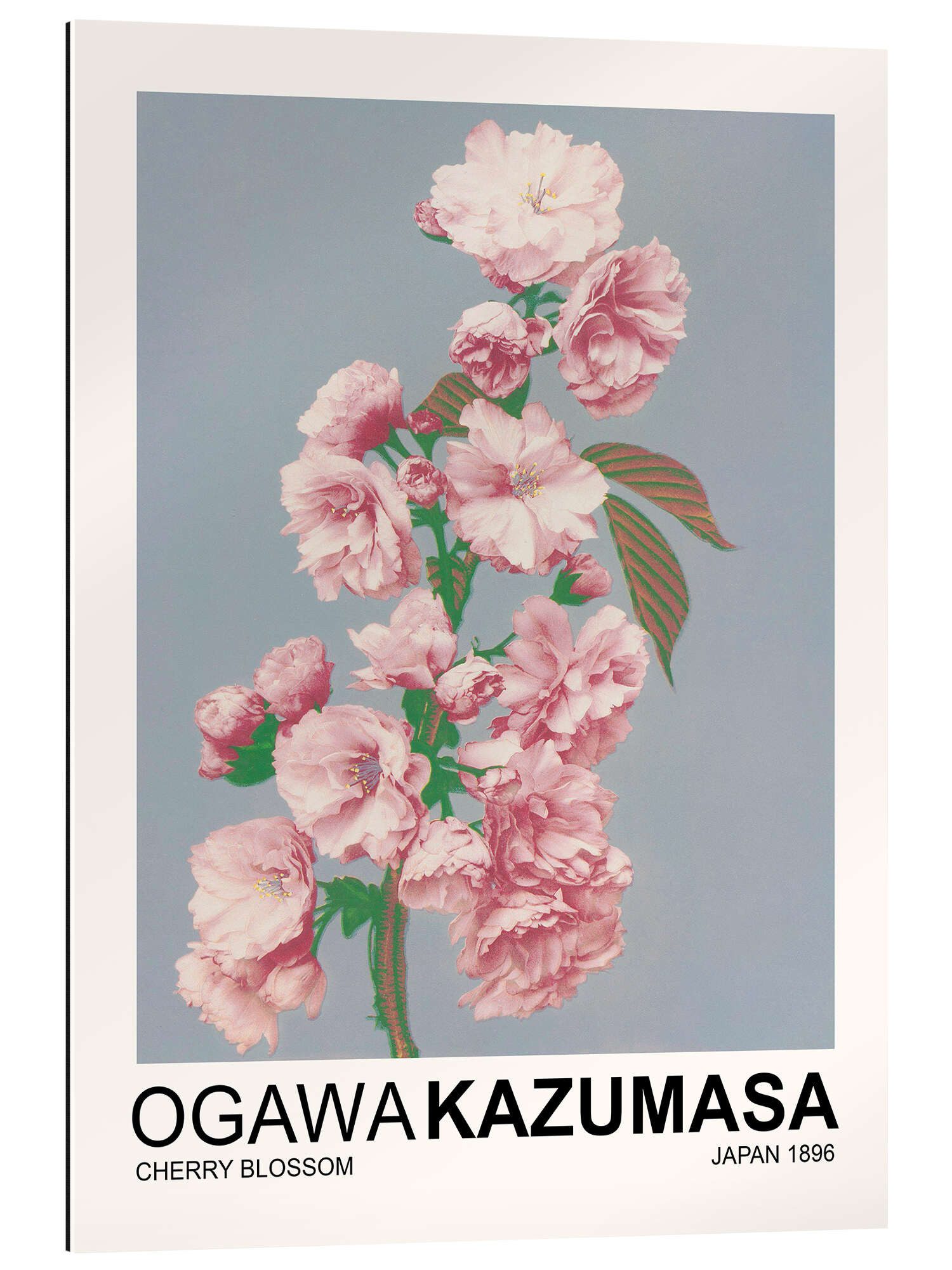 Posterlounge XXL-Wandbild Ogawa Kazumasa, Cherry Blossom, Wohnzimmer Japandi Malerei
