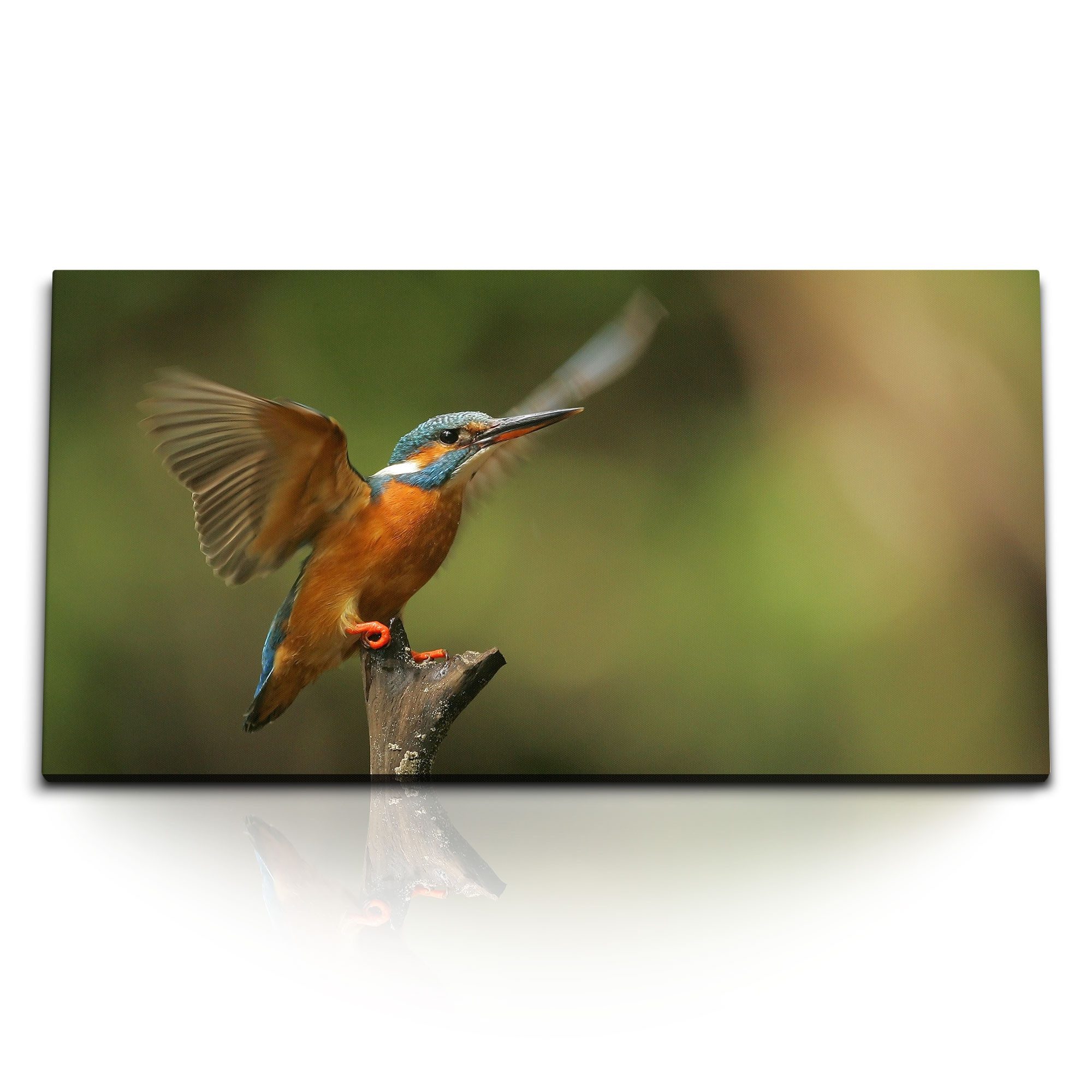Leinwandbild Kunstdruck Bilder 120x60cm Eisvogel kleiner Vogel Tierfotografie Grün