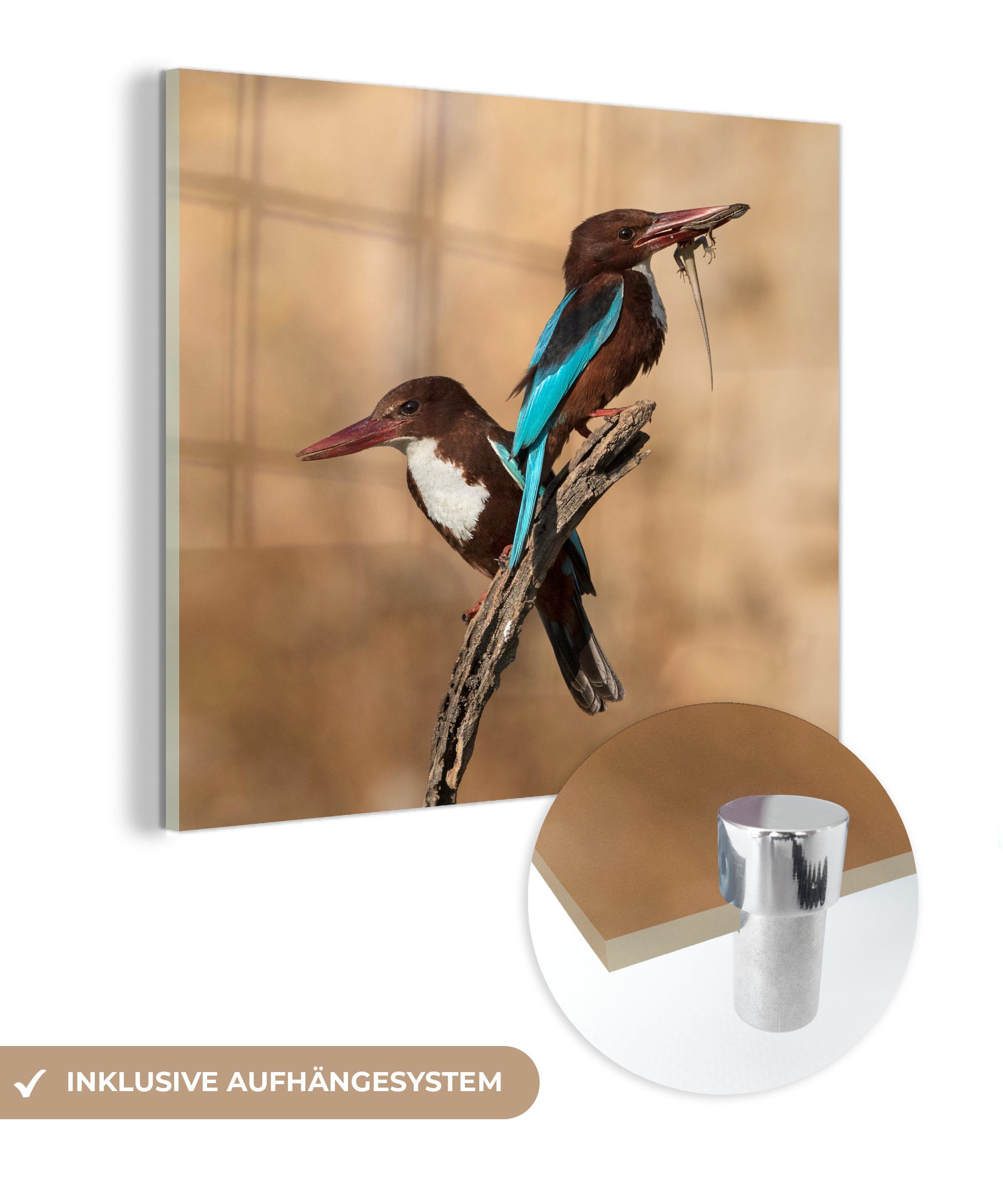 MuchoWow Acrylglasbild Zwei Raubvögel Glas - (1 - Wandbild auf auf Ast, Bilder St), Glas auf Foto Wanddekoration - Glasbilder demselben
